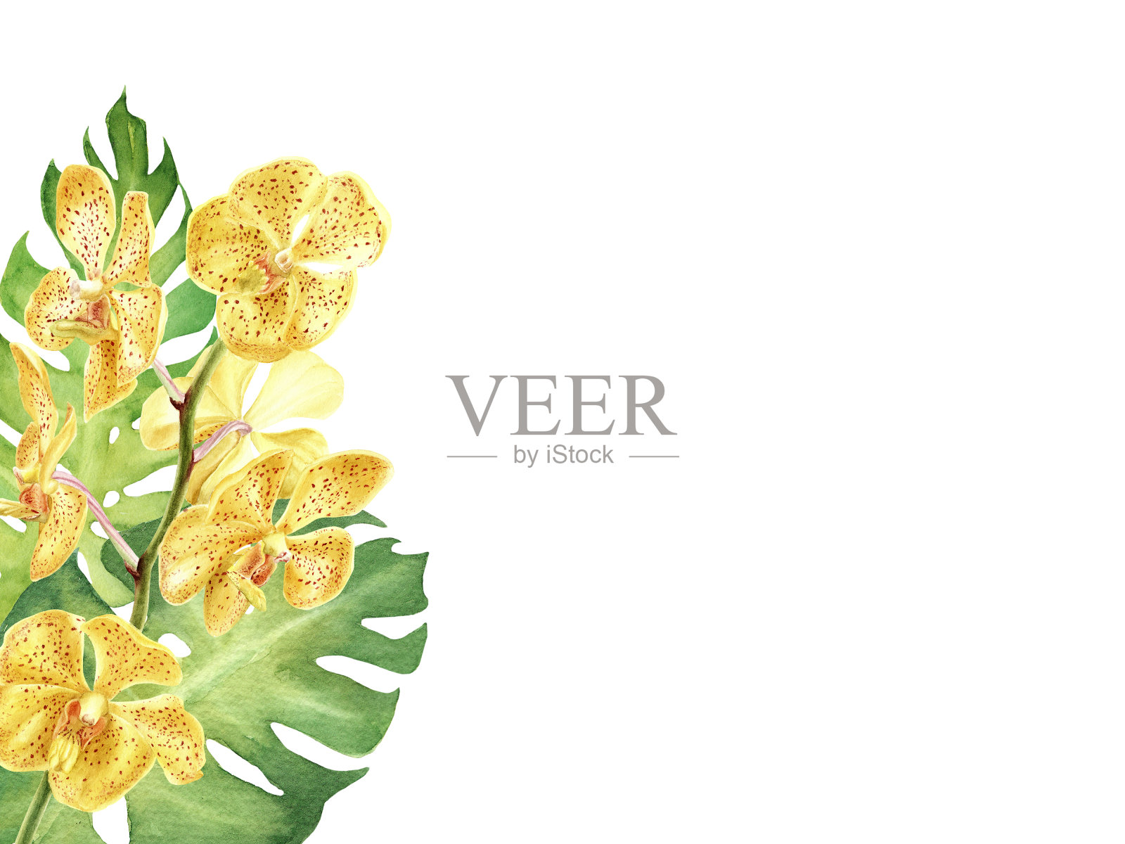 手绘水彩边框绿色热带树叶和花朵。插画图片素材