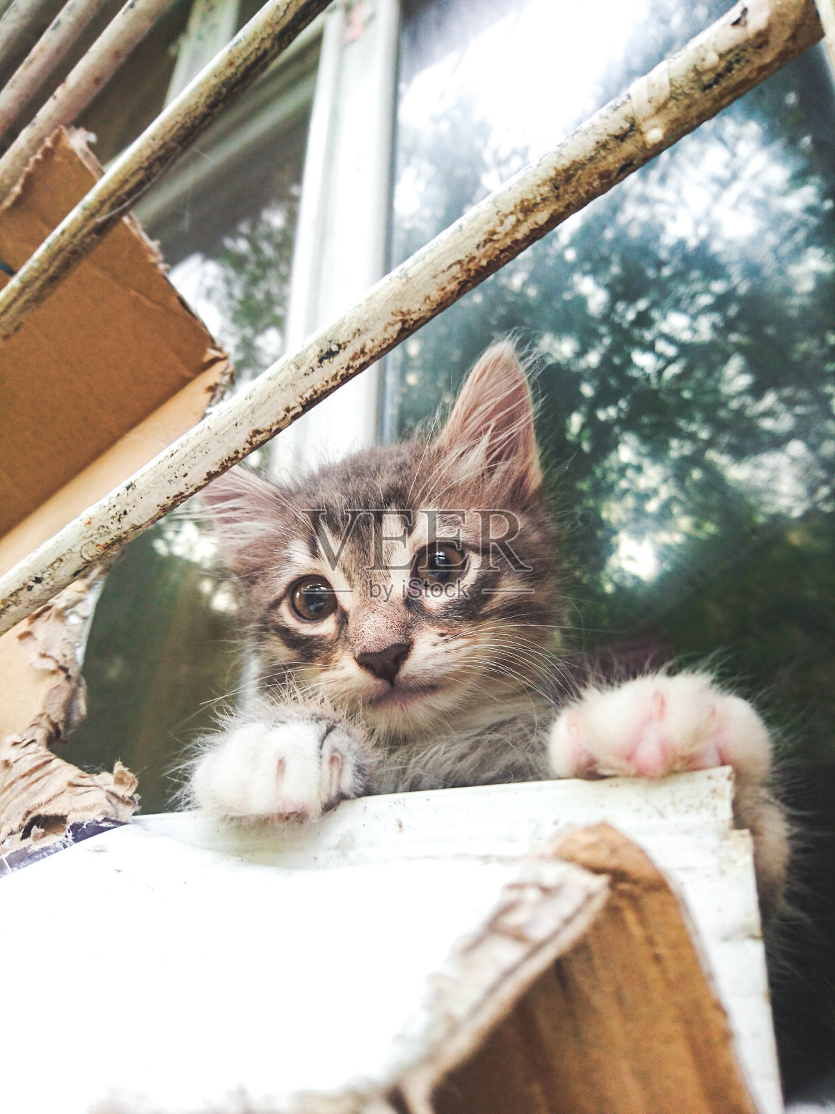 流浪猫住在房子的窗台上照片摄影图片