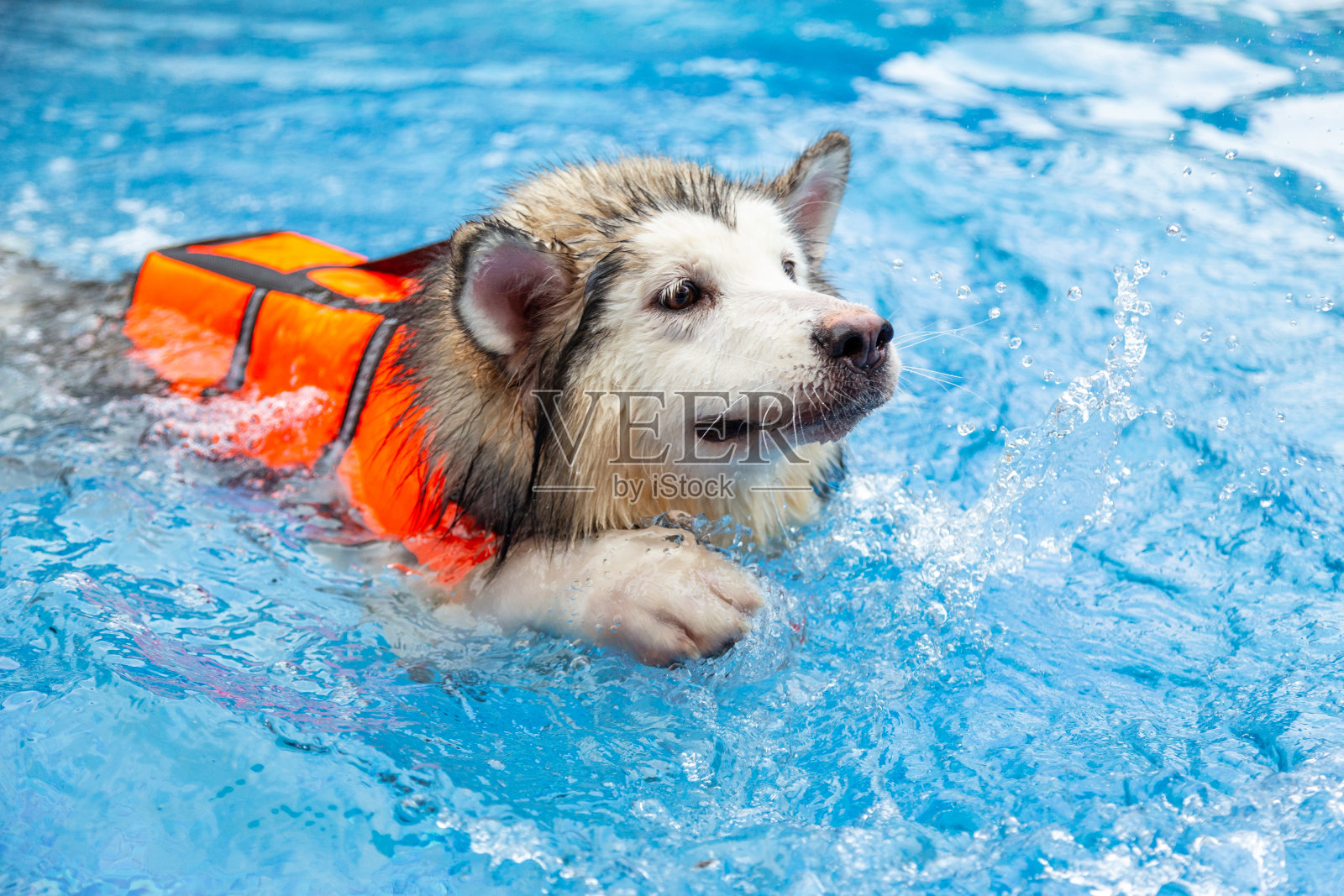 狗狗天生会游泳么？（为什么还会溺水） - 知乎