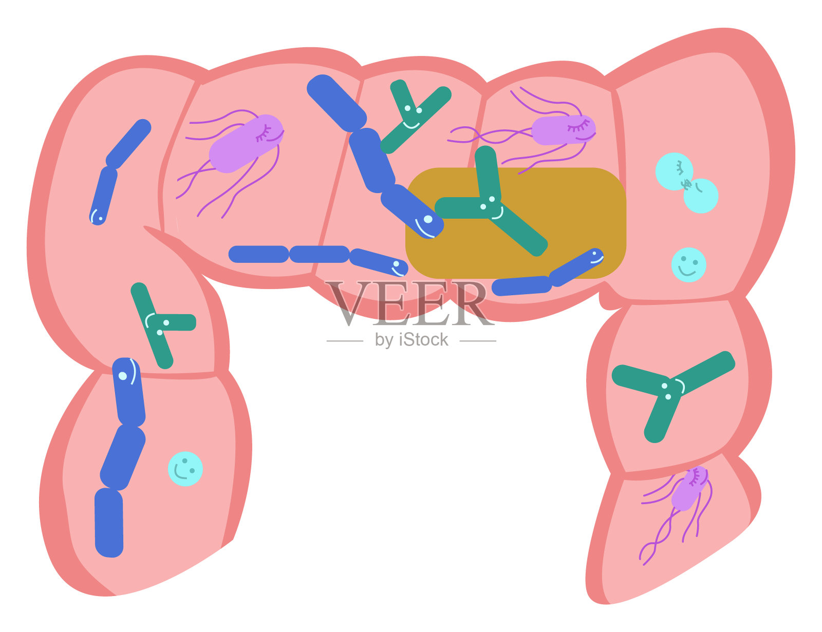 肠道的一部分有正常的菌群。插画图片素材