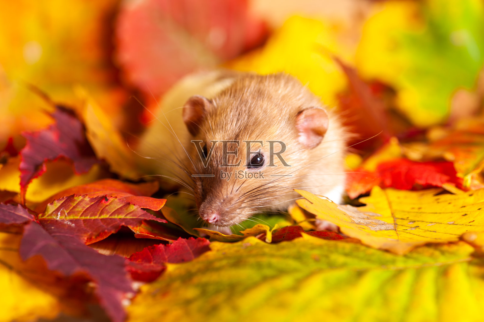 老鼠坐在五颜六色的秋叶上照片摄影图片