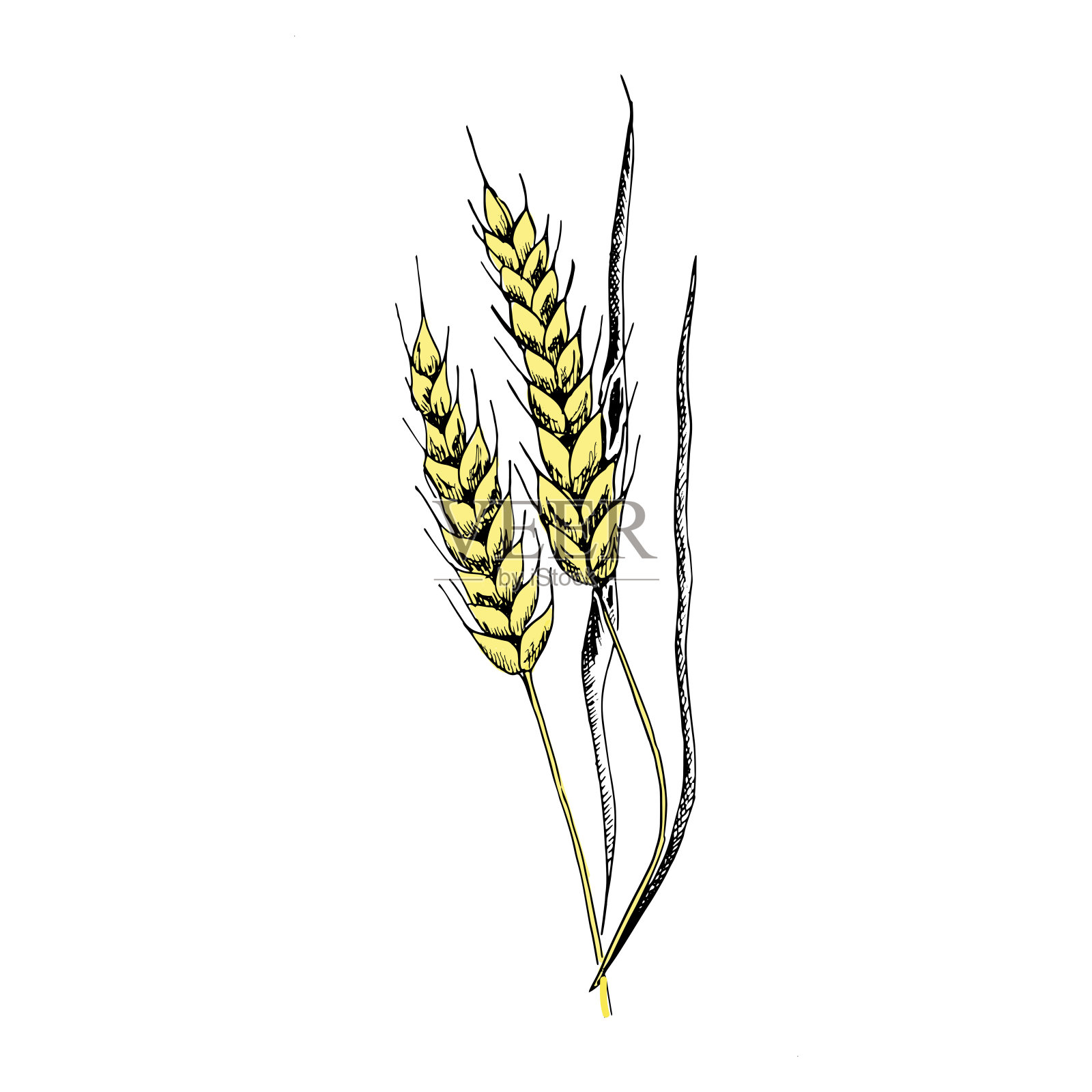 小麦草图。手绘的黄色小麦穗。素描风格的插图，孤立的白色背景。插画图片素材
