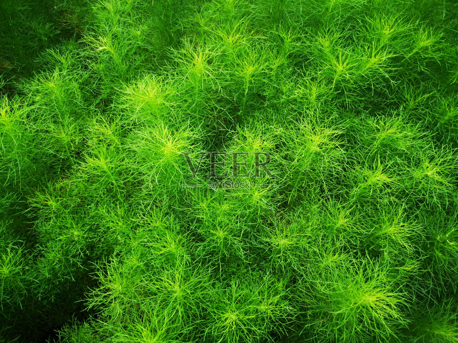 美丽的绿色草植物。美丽的绿草质地。照片摄影图片