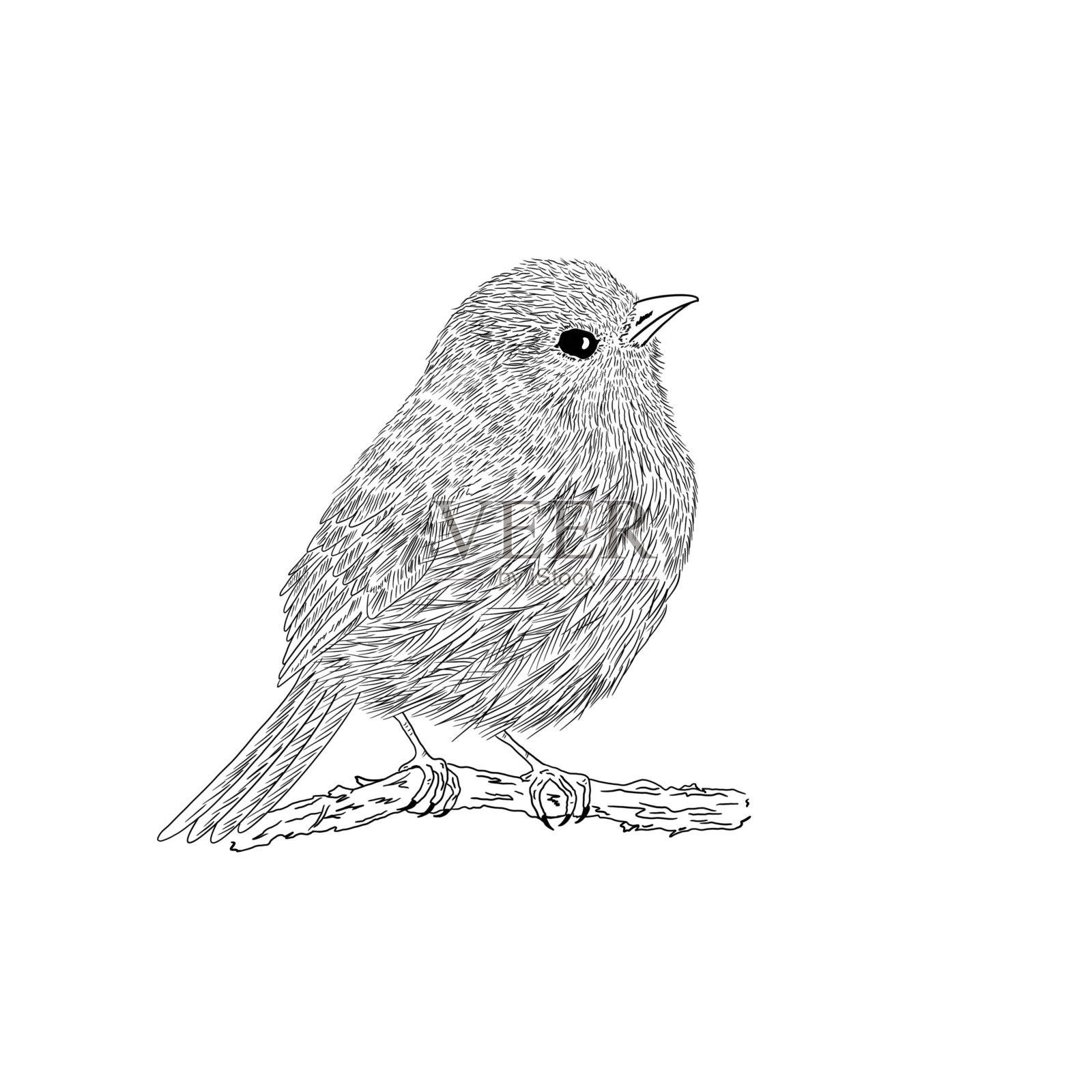 小树枝上可爱的小鸟。手绘黑白插图的一只小鸟。设计元素图片