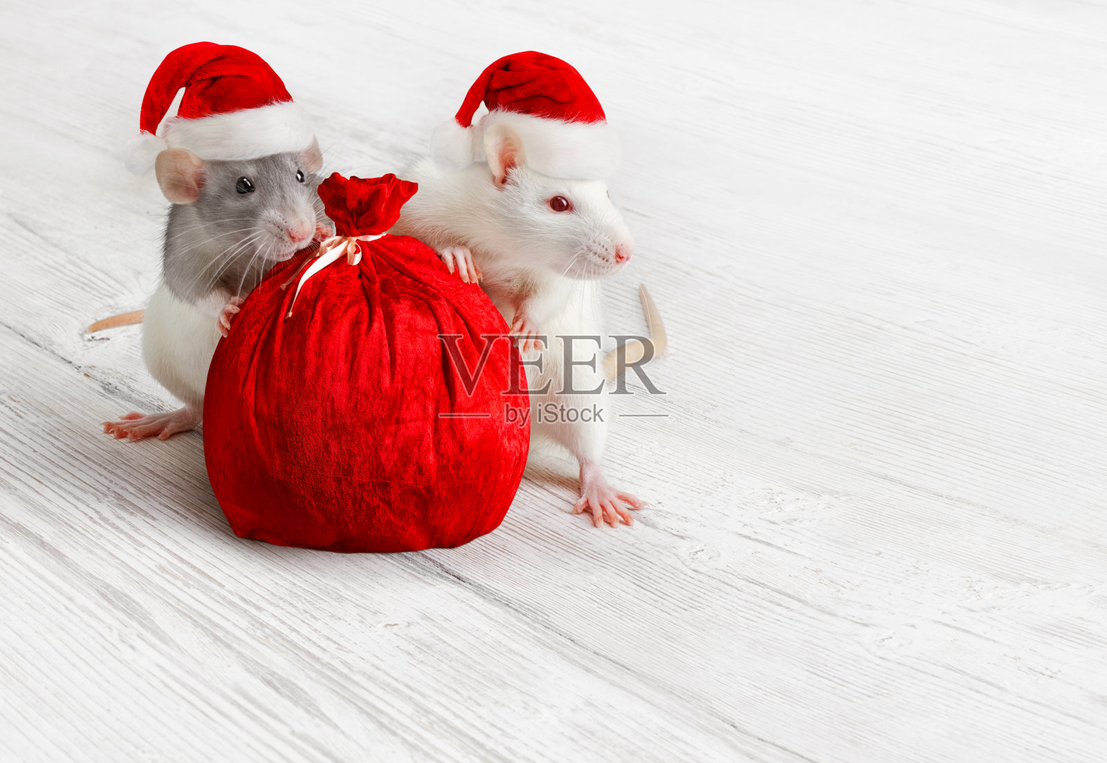圣诞老鼠与圣诞老人袋，新年动物与红帽袋照片摄影图片