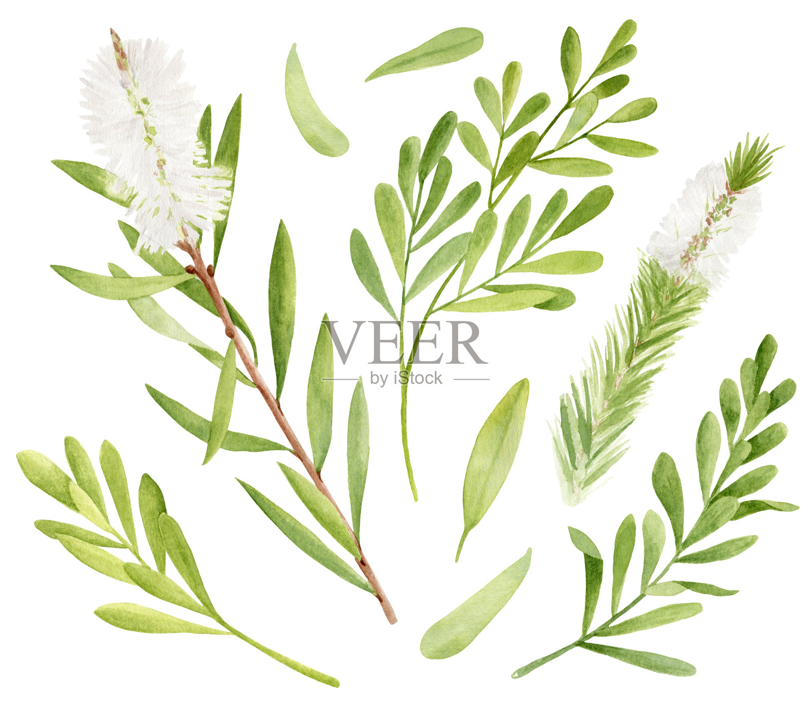 水彩茶树叶，花集。互生千层植物手绘图。孤立在白色背景上的绿色药用植物。化妆品，包装，精油。设计元素图片