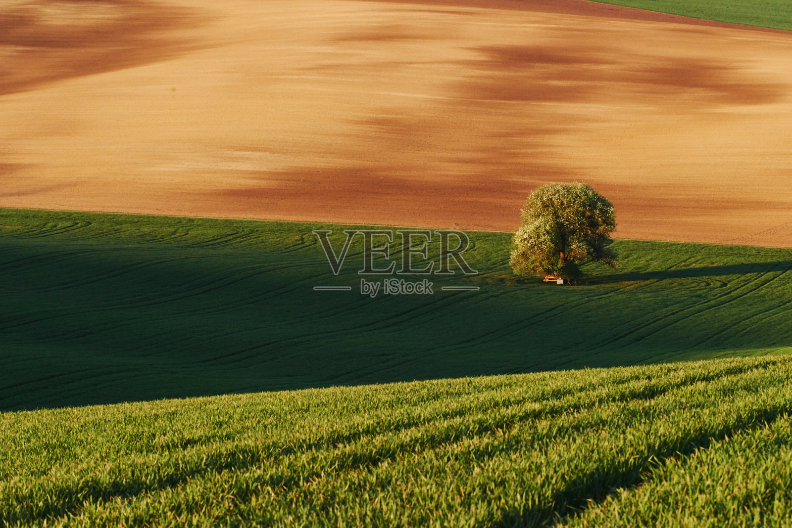 黄金有色weadow。摩拉维亚绿地上的一棵树。美丽的大自然。农村的场景照片摄影图片