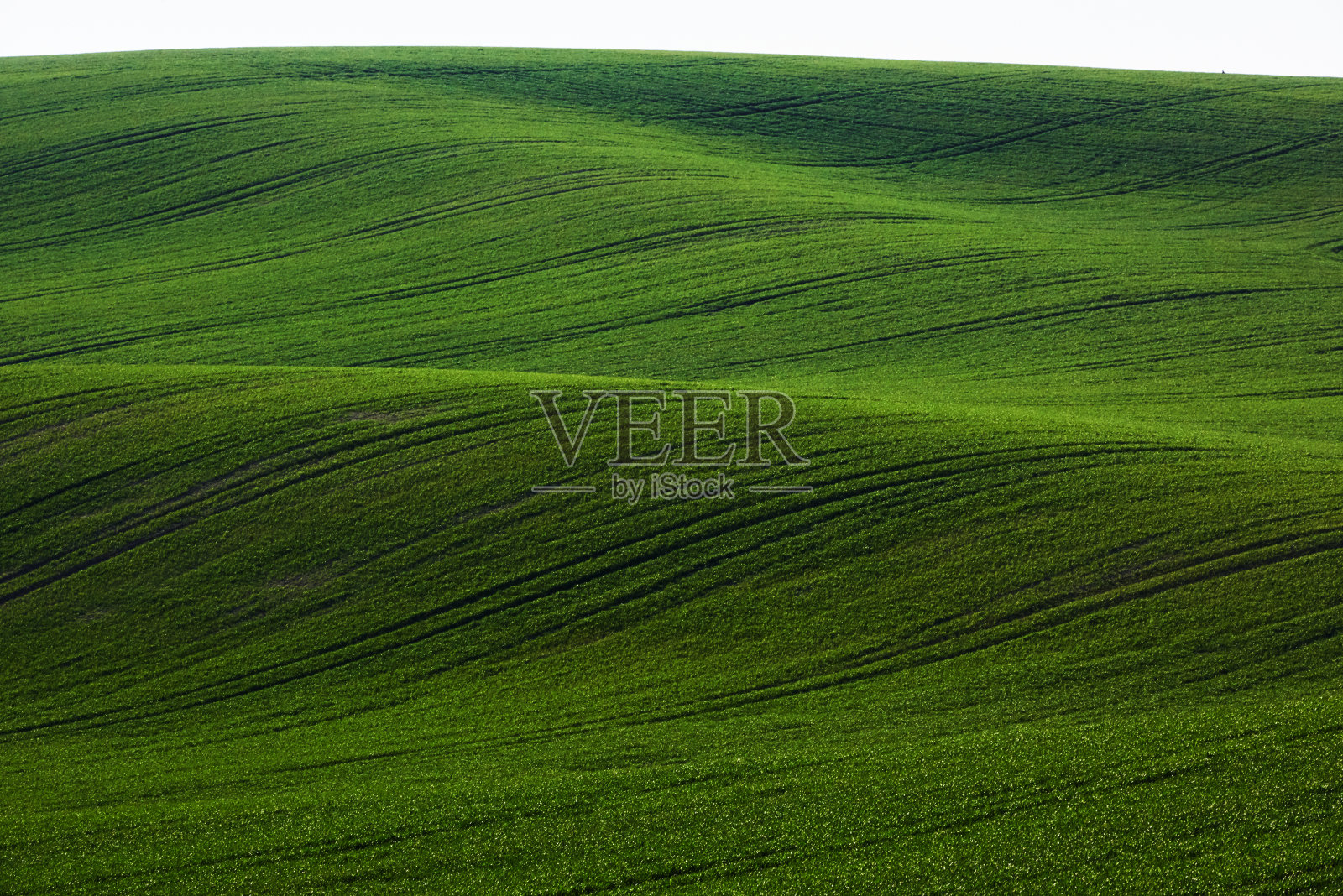摩拉维亚白天的绿色农田。好天气照片摄影图片