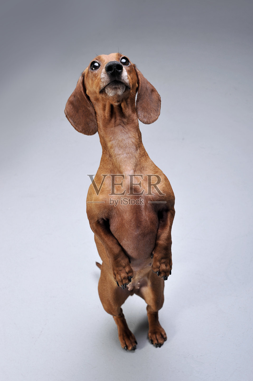 这是一只可爱的短毛腊肠犬用后腿站立的照片照片摄影图片