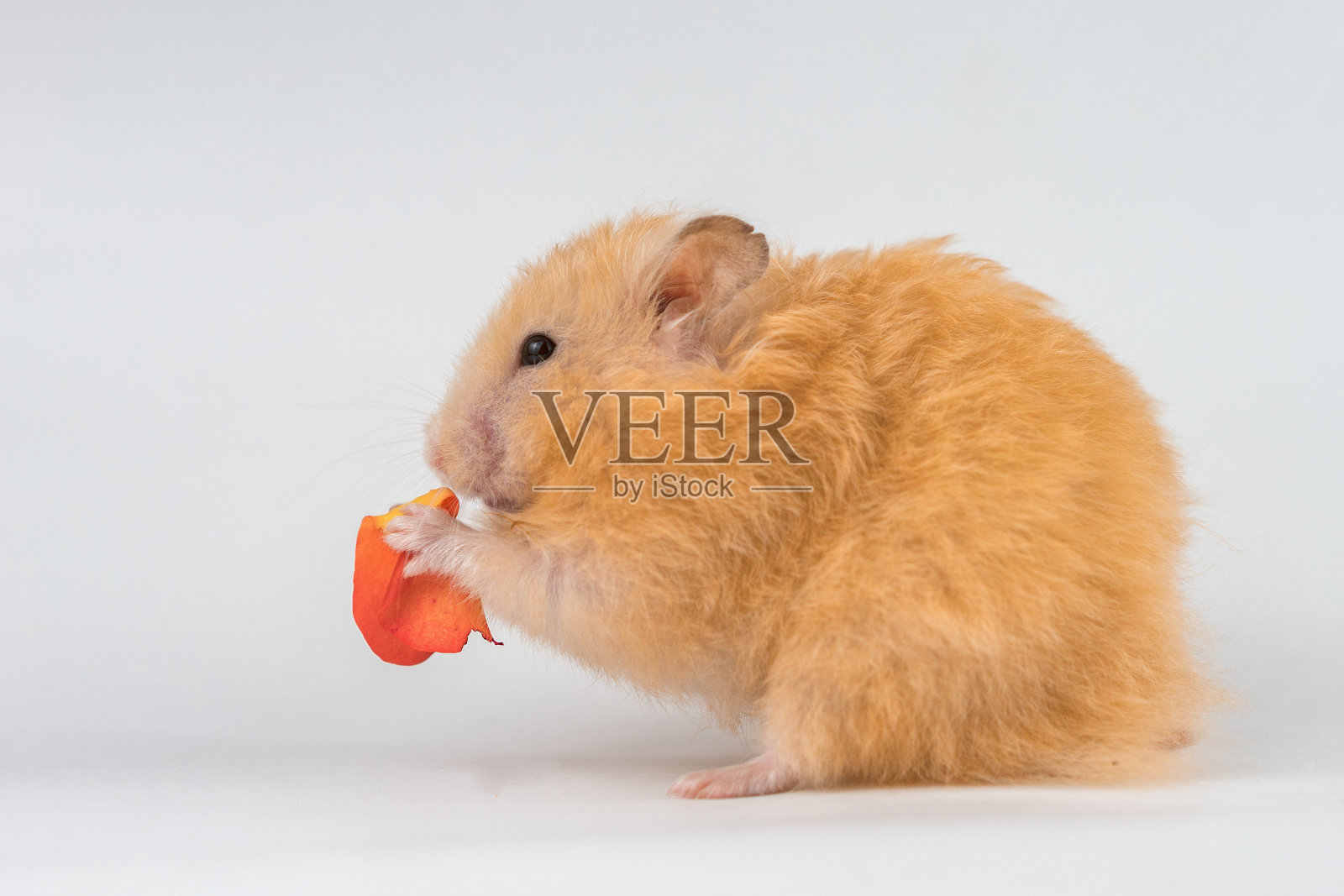 毛茸茸可爱的桃色仓鼠在白色的背景孤立照片摄影图片