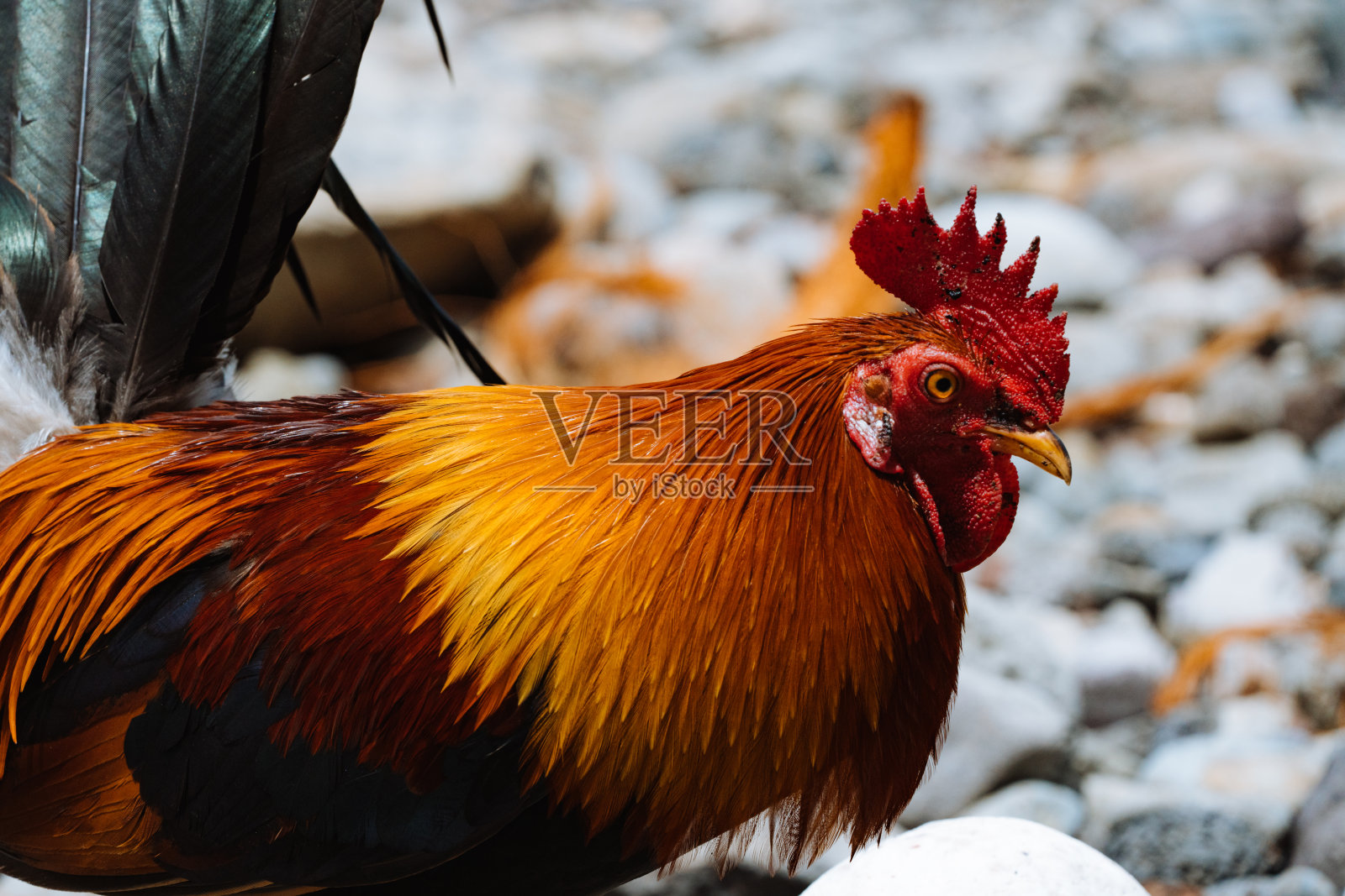 夏威夷海滩上的彩色公鸡照片摄影图片