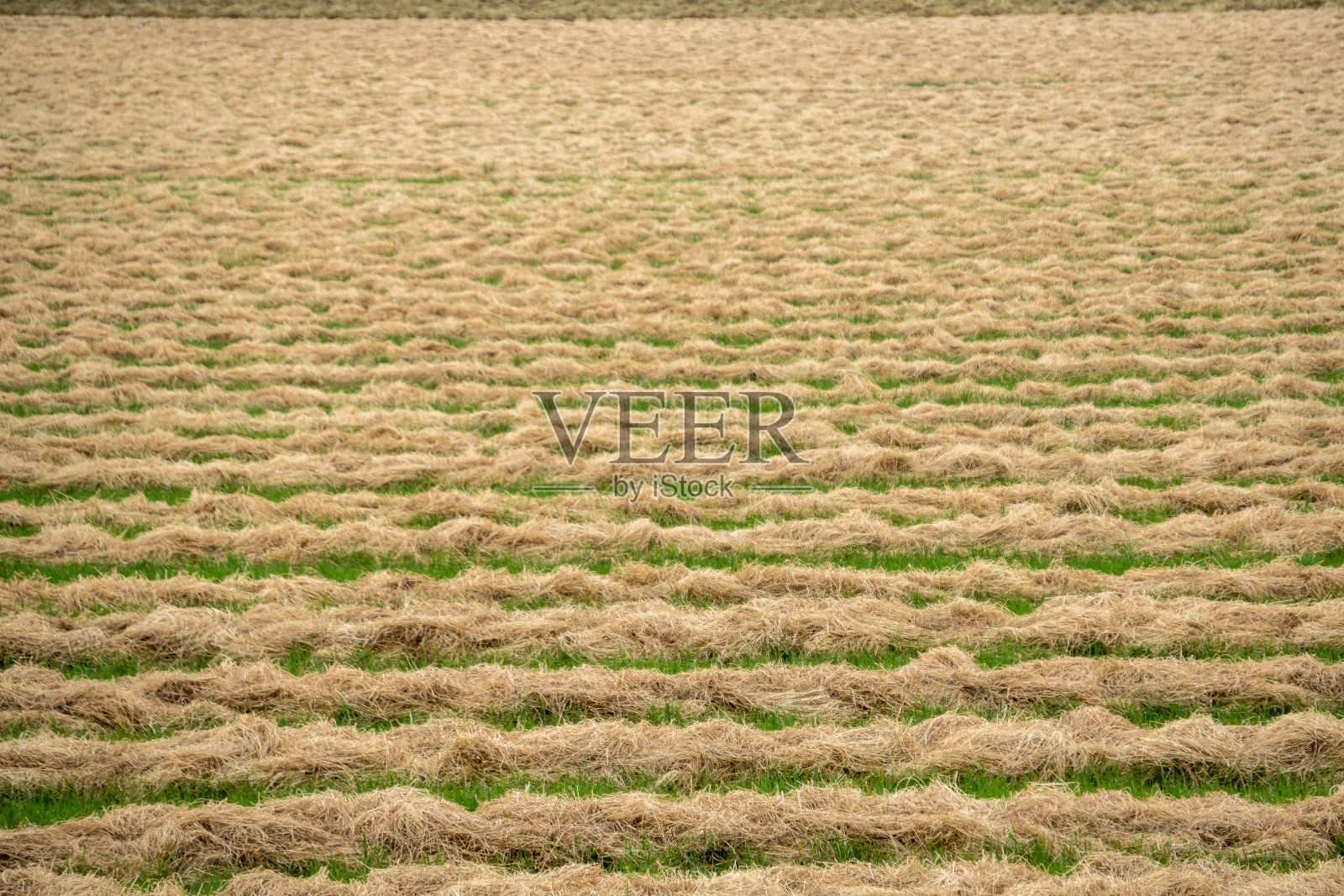 干干草田被耙成一排排以便舀水照片摄影图片