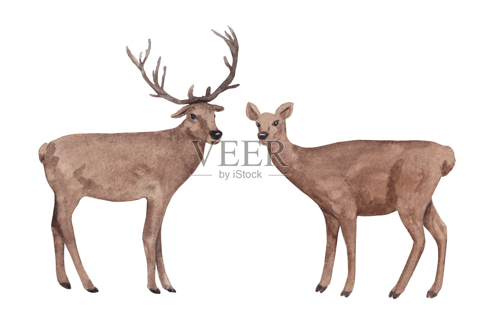 水彩鹿野生森林动物孤立在白色的背景插画图片素材