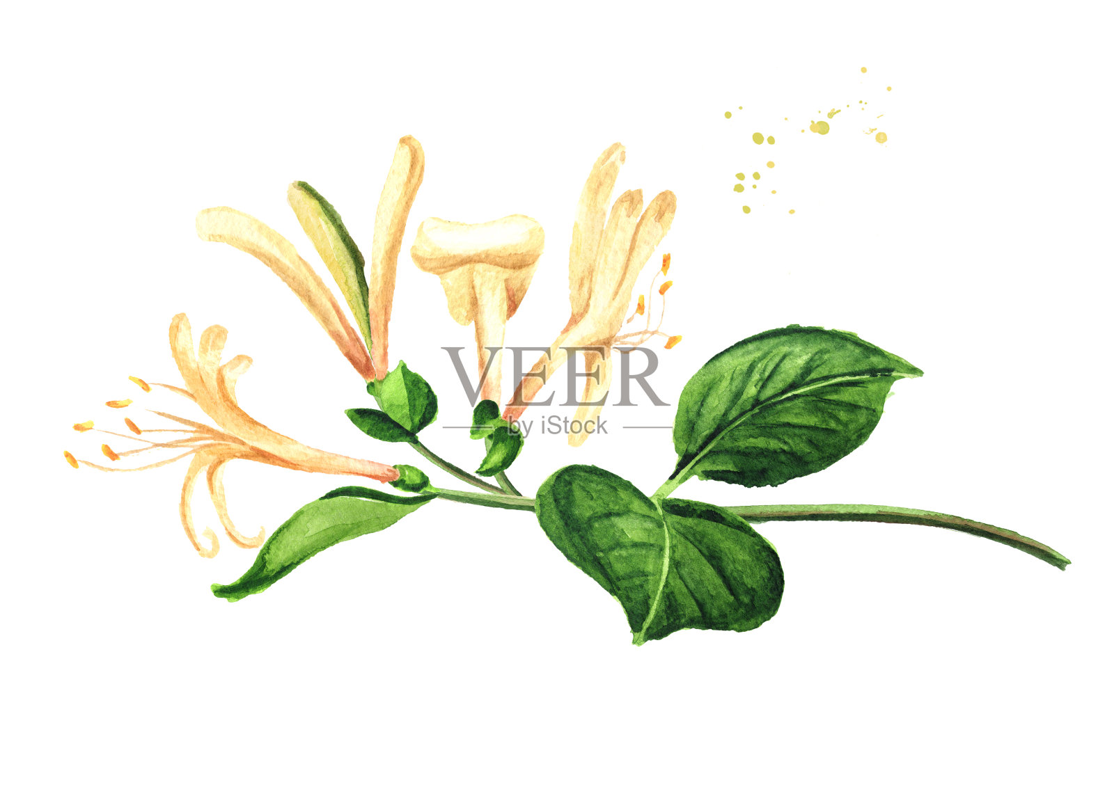 金银花的枝与叶，水彩手绘插图孤立在白色的背景插画图片素材
