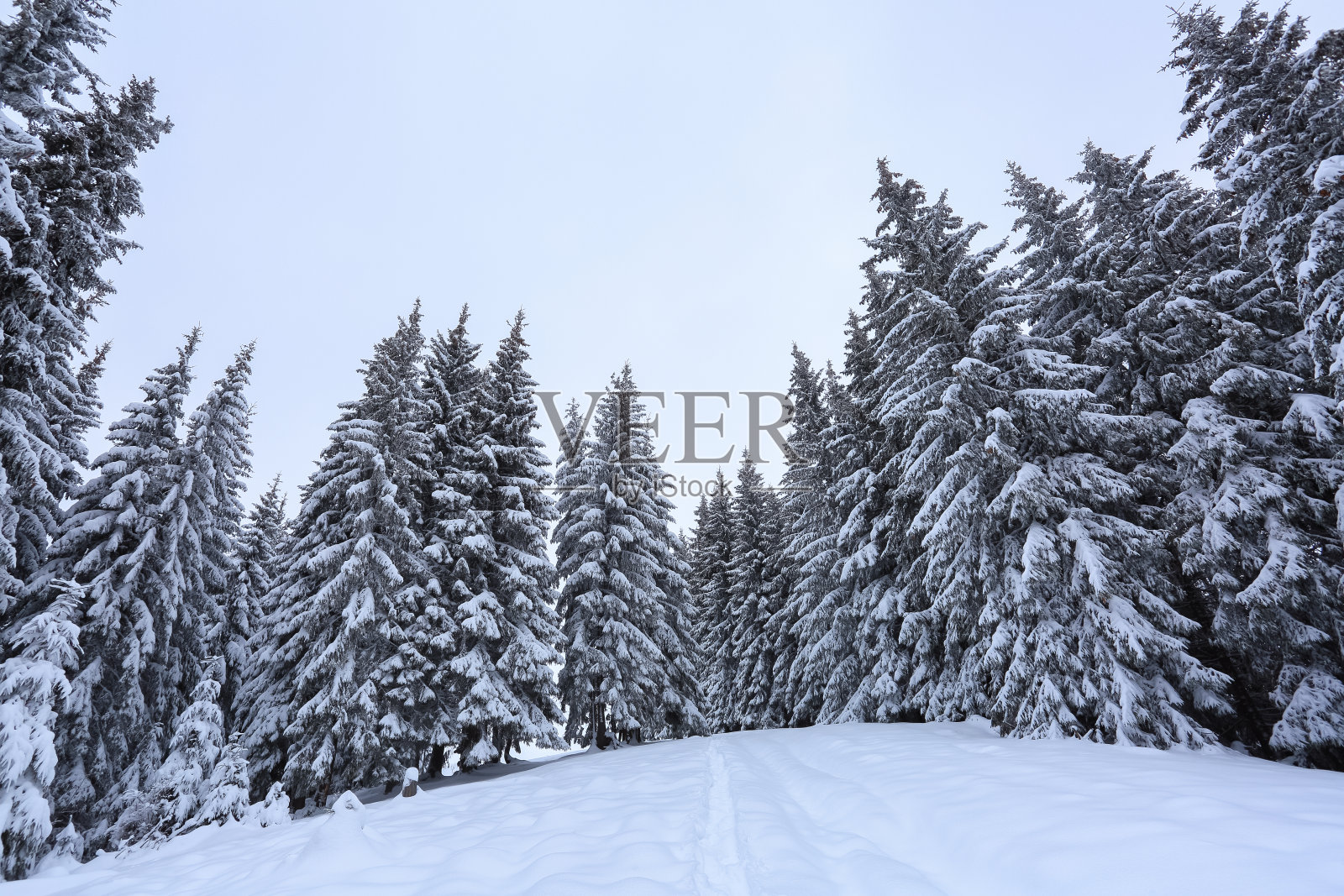 寒冷的冬日早晨的风景。在白雪覆盖的草坪上，有一条通往山上的小径。树在雪堆里。森林。旅游胜地喀尔巴阡，乌克兰，欧洲。照片摄影图片