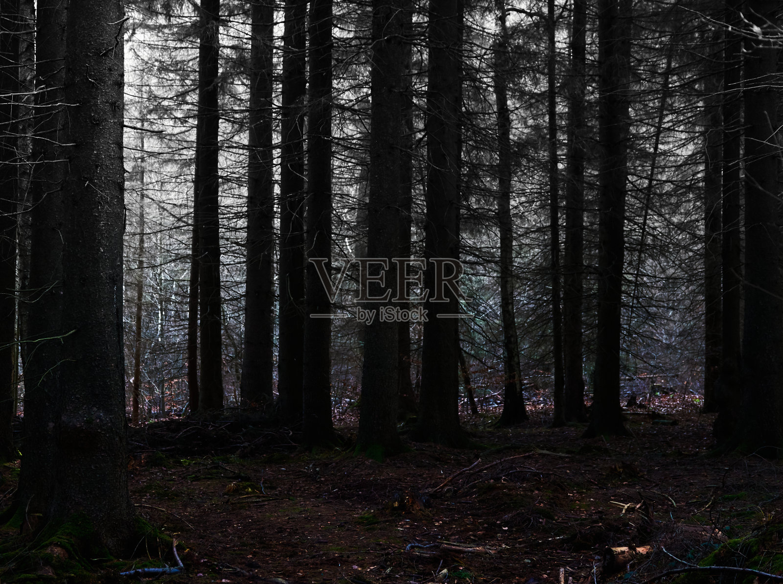 阴暗的树木在腹中的森林里，阴森可怕的气氛照片摄影图片