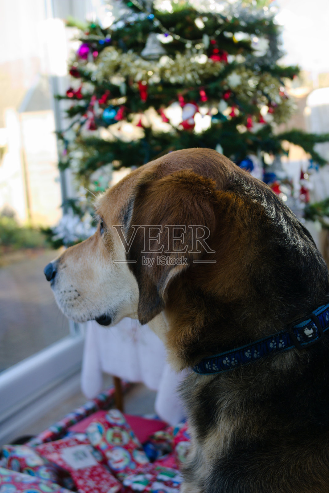 在圣诞节的时候看窗外的狗的侧视图-鹞猎犬交叉金毛寻回犬照片摄影图片