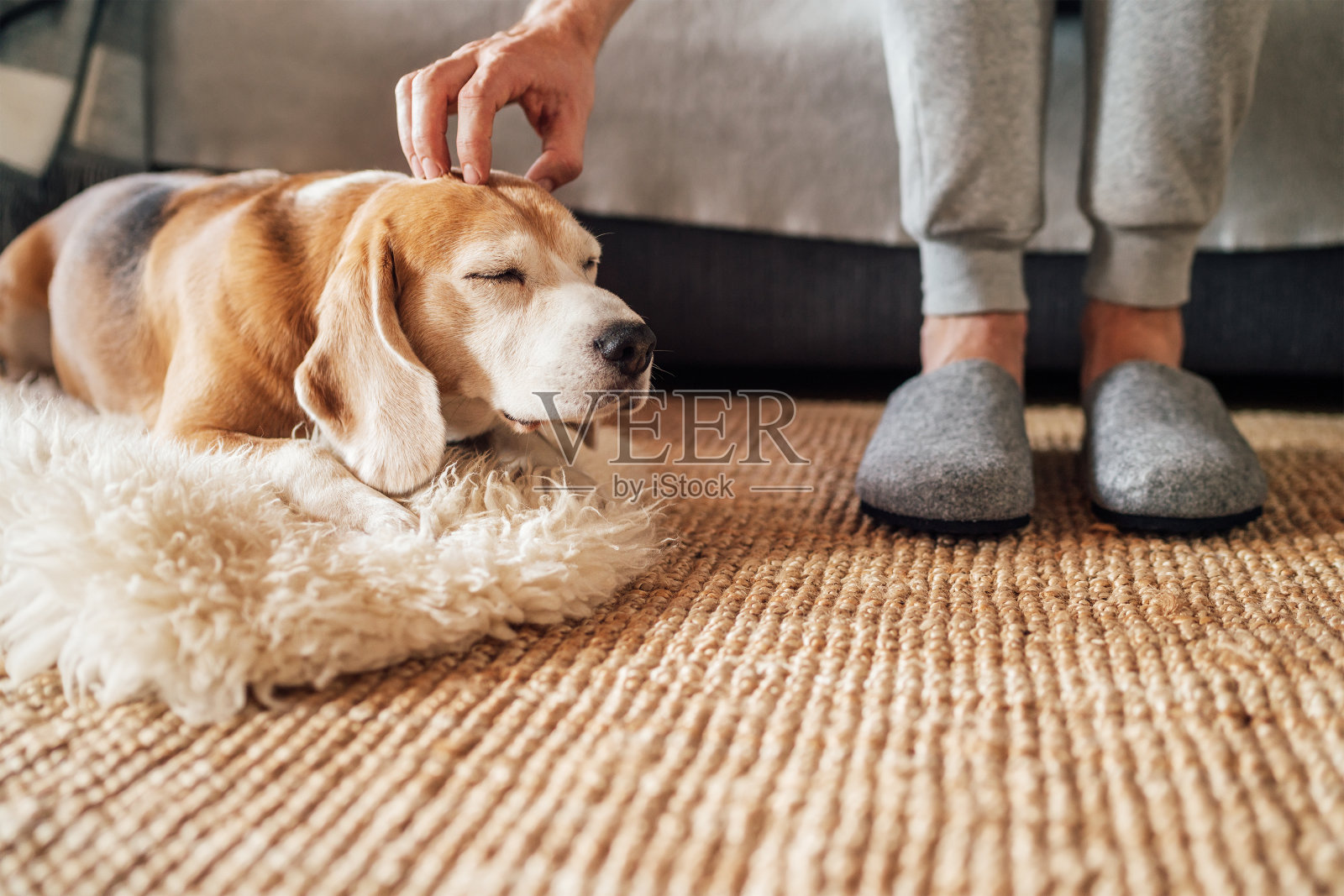 比格犬的主人抚摸着自己的宠物躺在地板上，享受着温暖的家的氛围。照片摄影图片