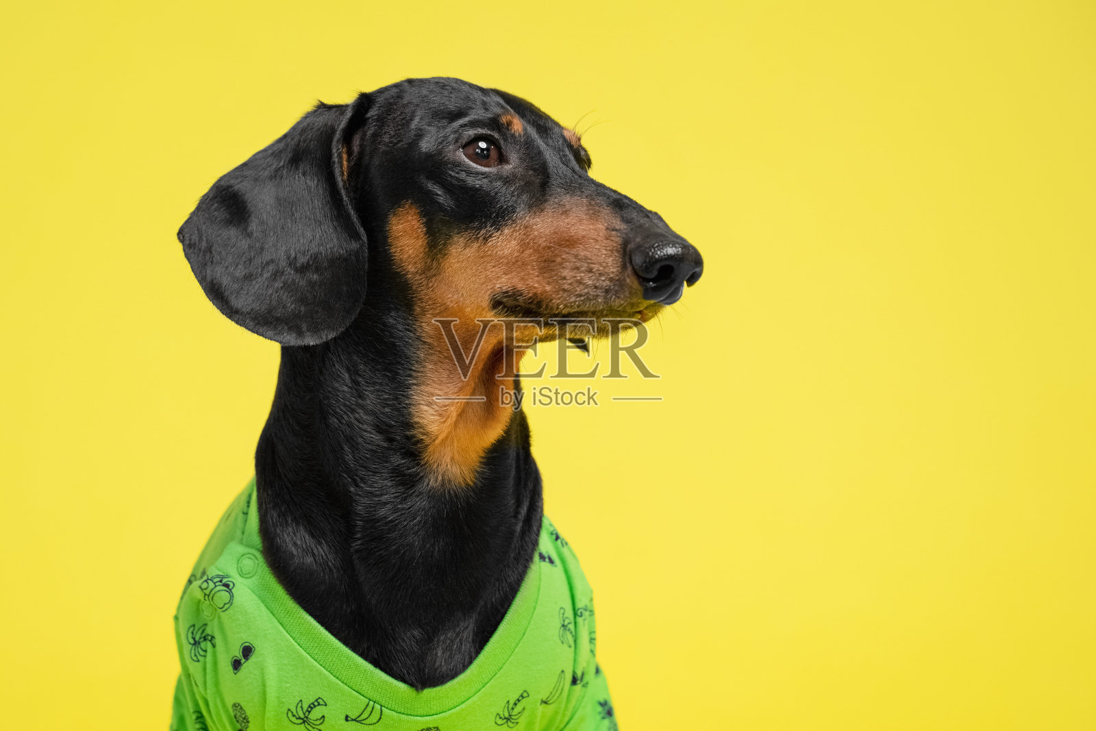 一个可爱的腊肠狗的肖像，黑色和棕色，穿着一件绿色休闲t恤，孤立在黄色的背景照片摄影图片