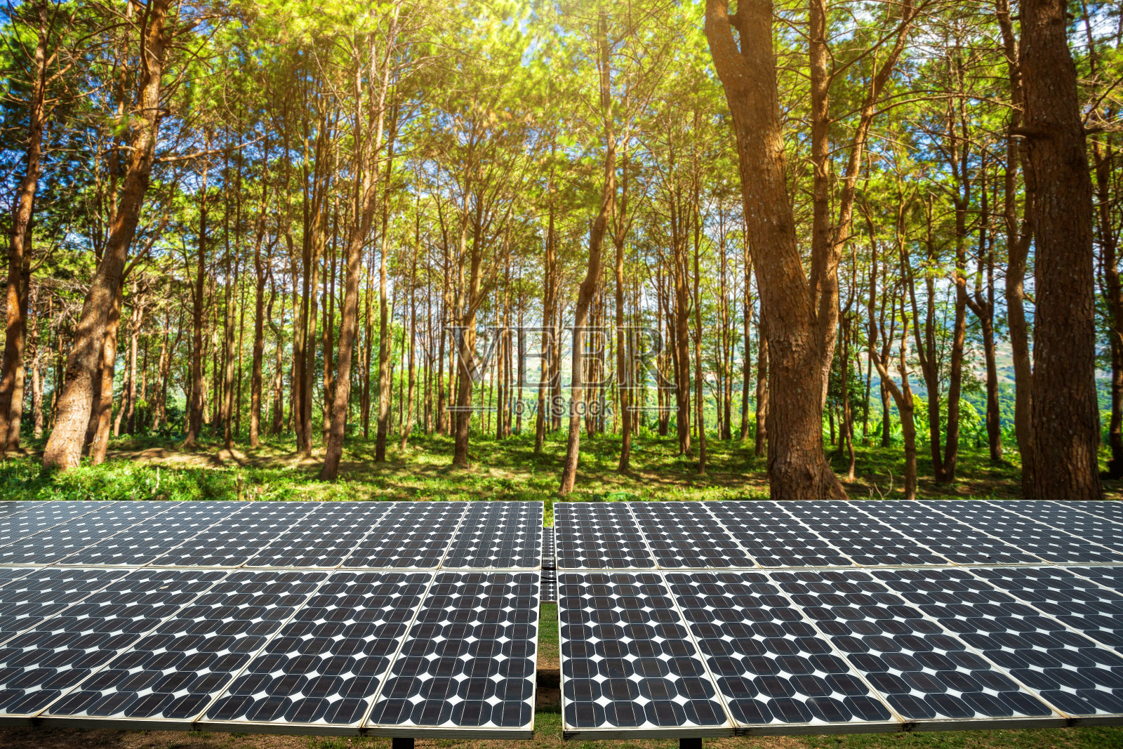 太阳能电池板对落叶松森林夏季不同的树木，替代能源概念，清洁能源，绿色能源。照片摄影图片