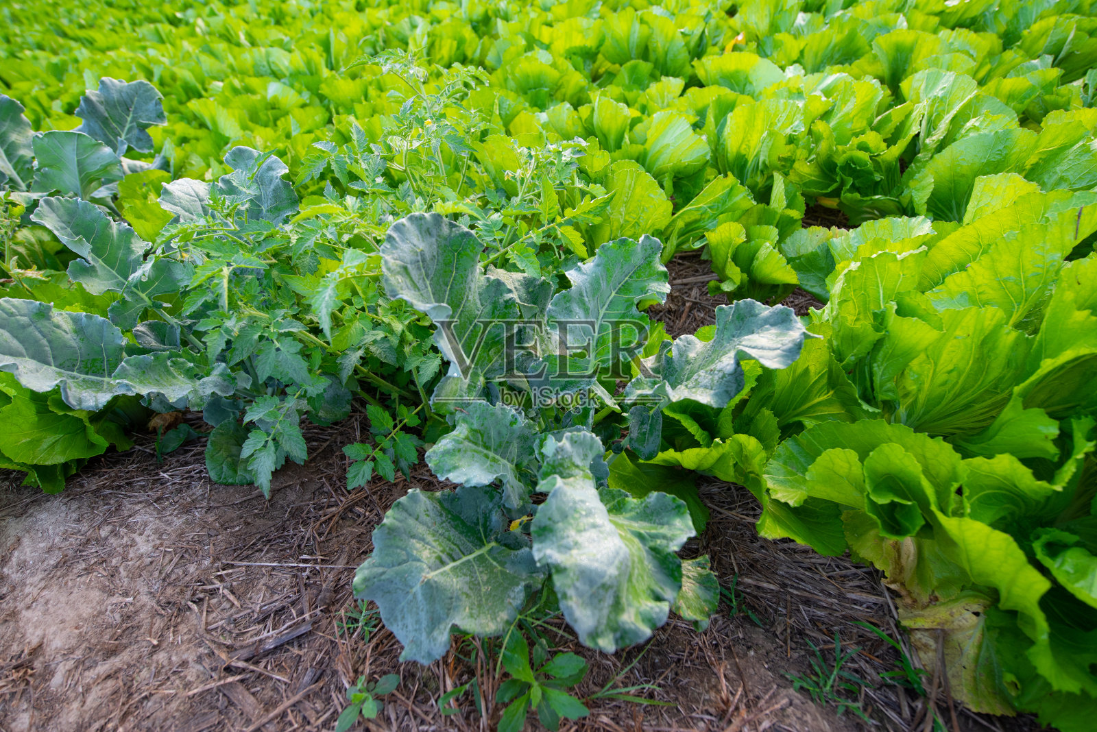 花园里的新鲜有机蔬菜照片摄影图片