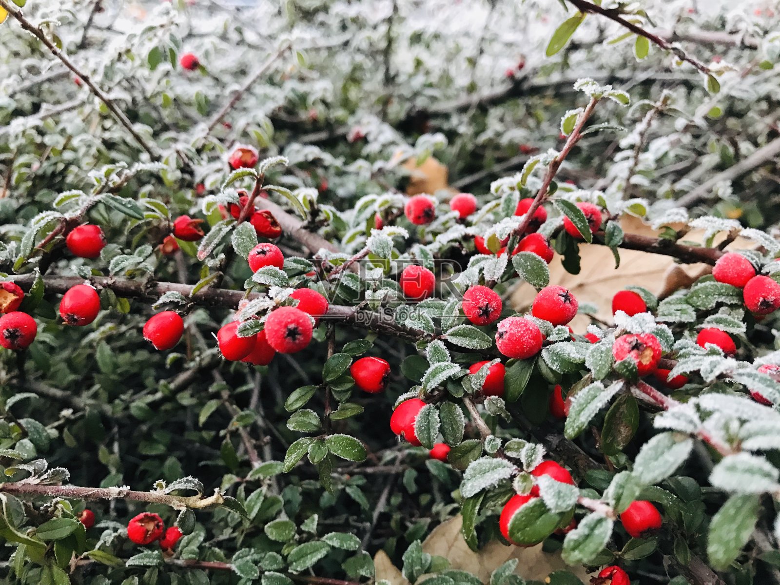 清晨红莓丛上覆盖着霜冻照片摄影图片