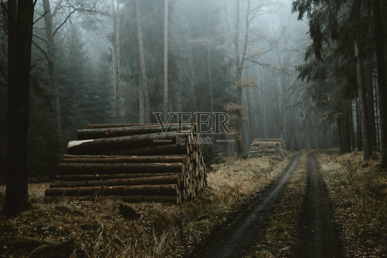 在一个有雾的秋天的早晨，在黑暗的森林里，沿着泥泞的森林小径的一堆木材照片摄影图片