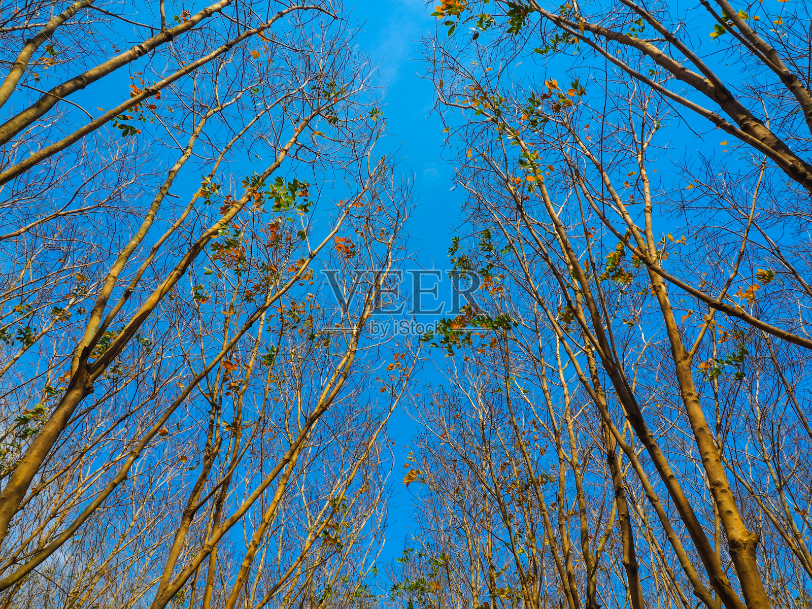 枯树与蓝天，在自然景观的泰国冬季草甸。照片摄影图片