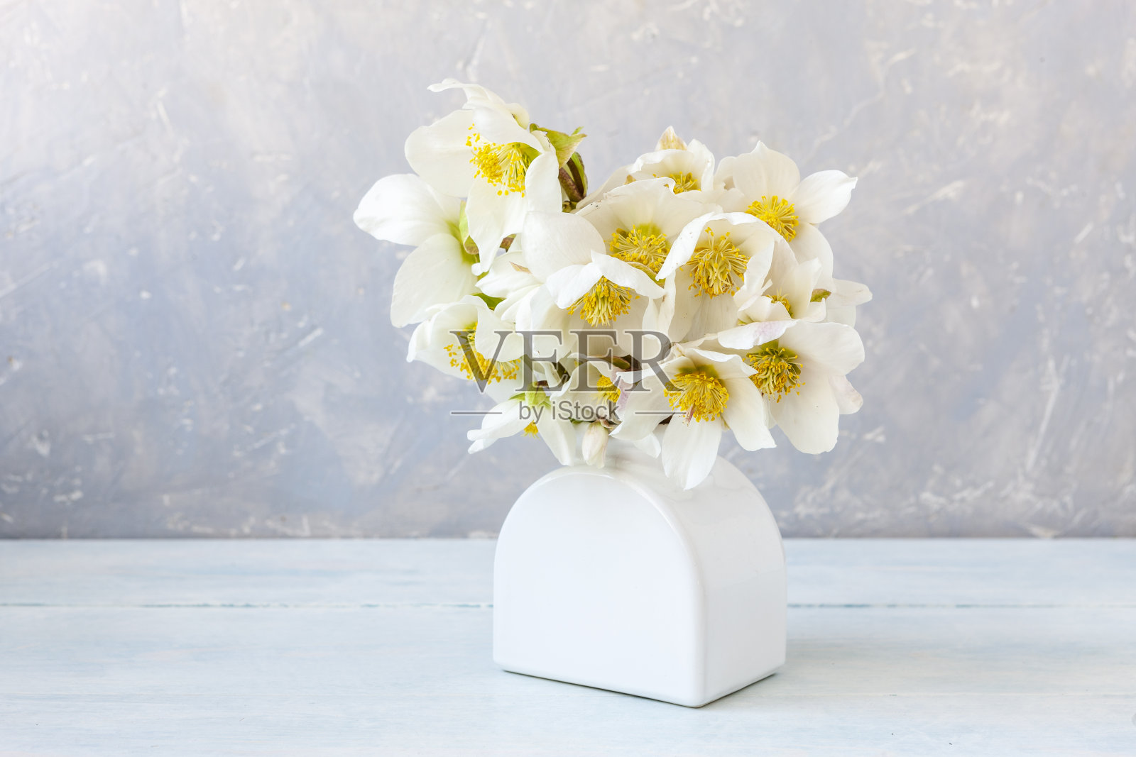 白色花瓶里放着一束春天的嚏根草花。照片摄影图片