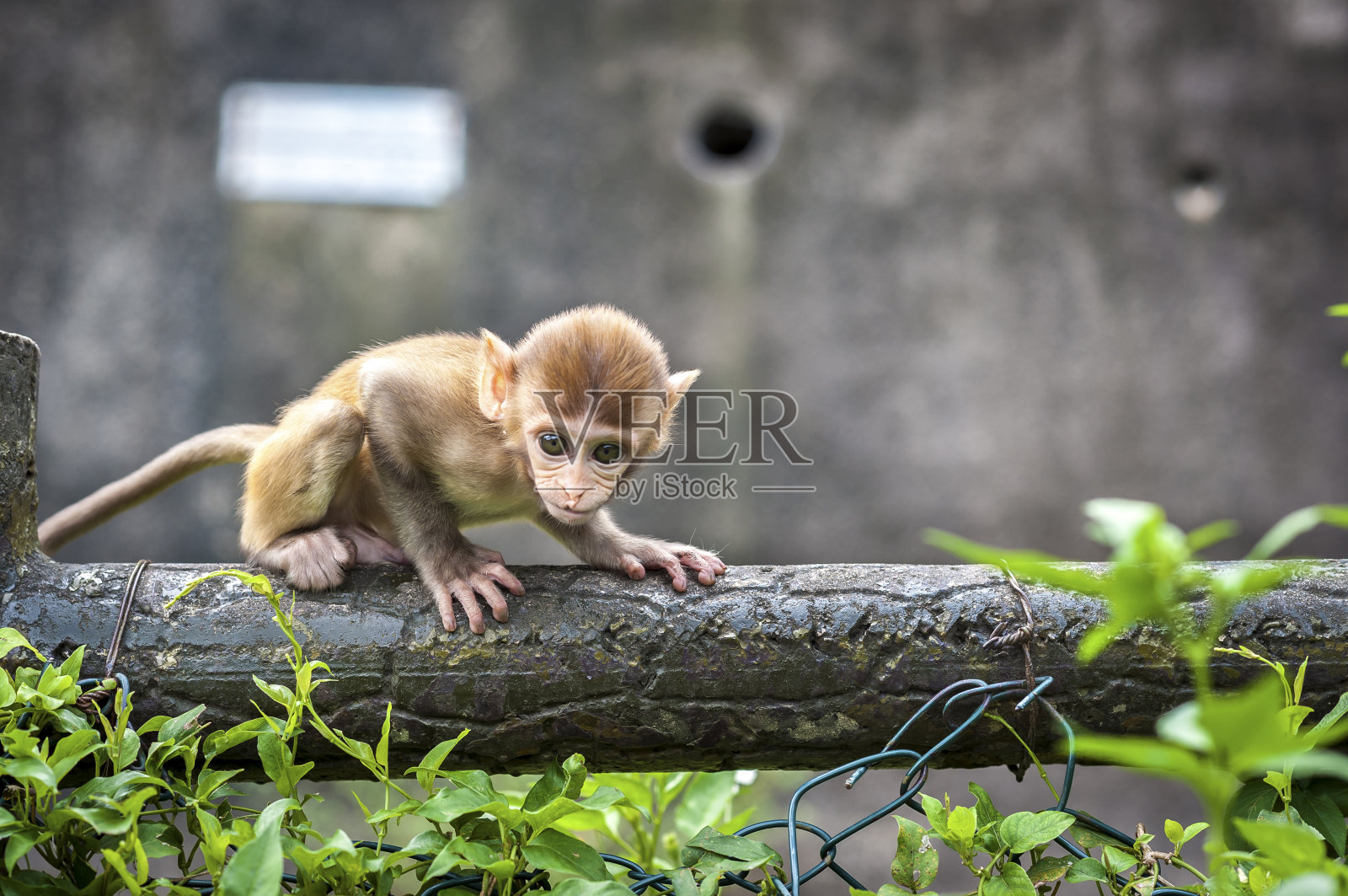 香港九龙金山郊野公园的猕猴宝宝照片摄影图片