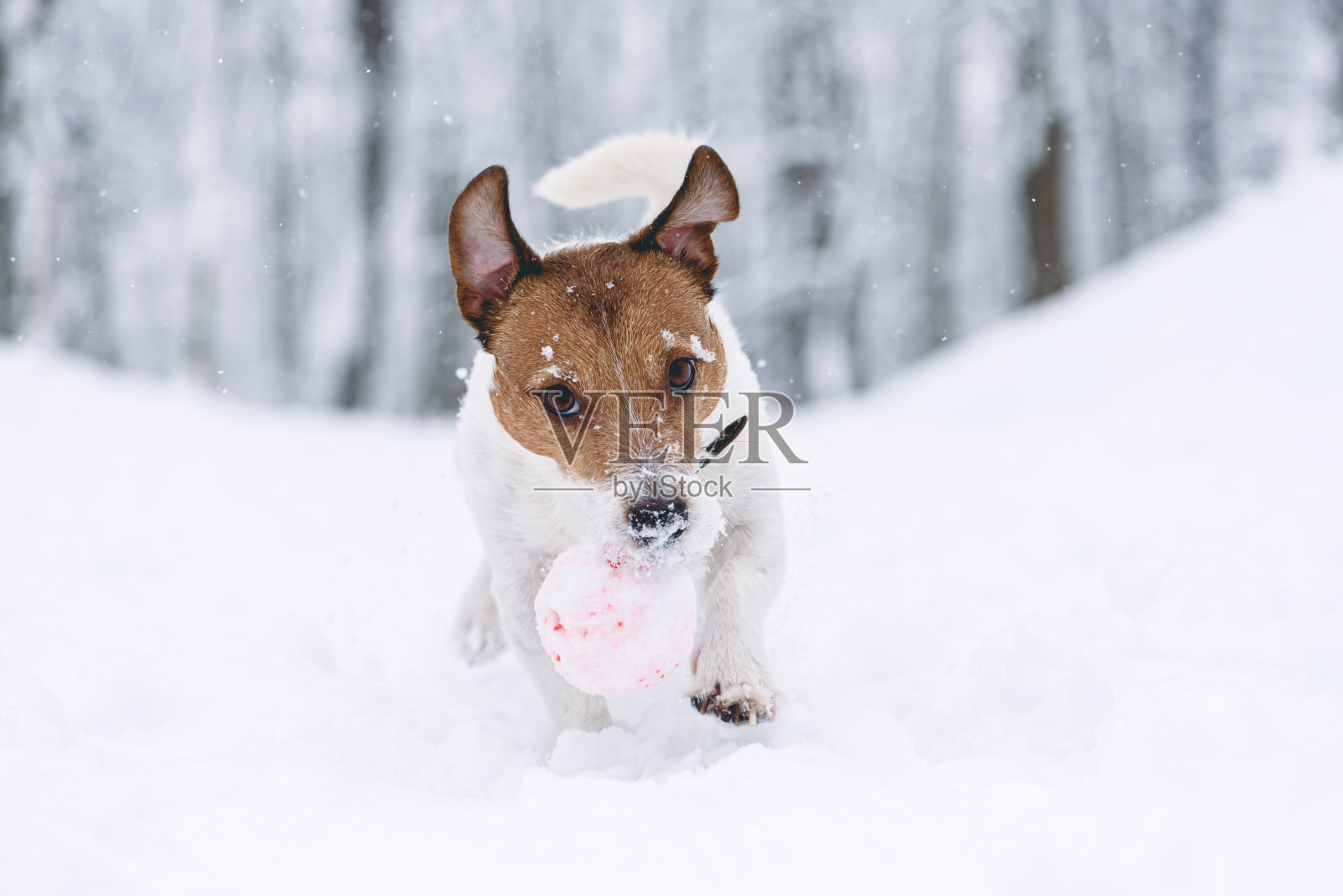 在冬天的公园里，活跃的狗狗在雪地上玩球玩具照片摄影图片