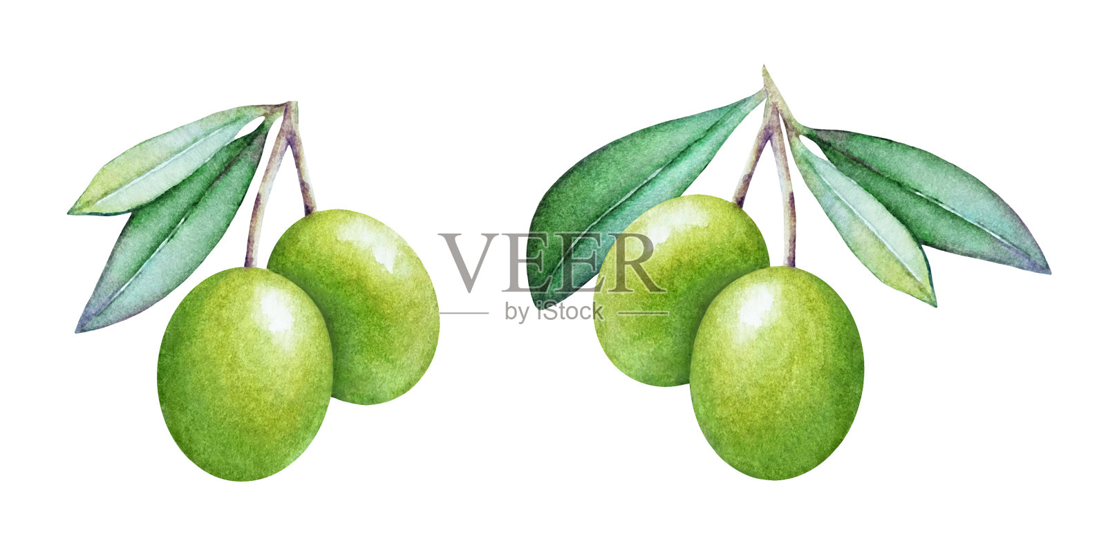水彩绿色橄榄叶插画图片素材