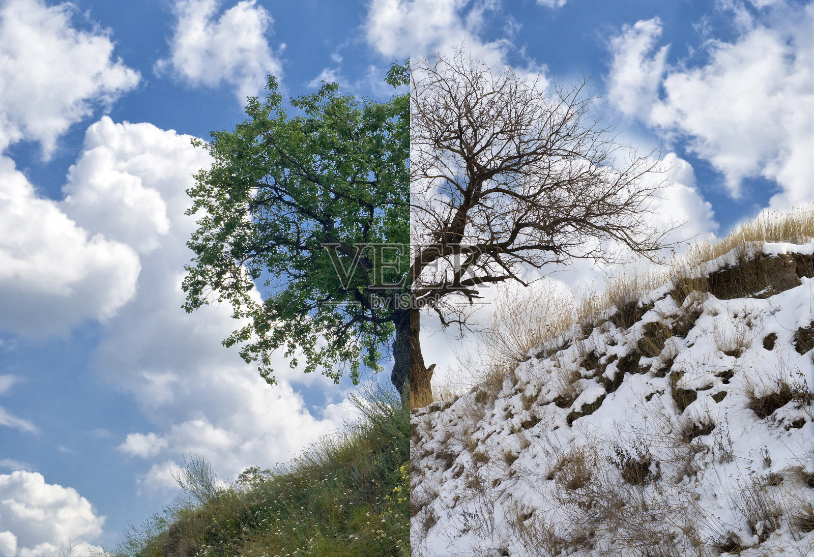 山上的杏树在两个相反的季节-夏季和冬季。照片摄影图片