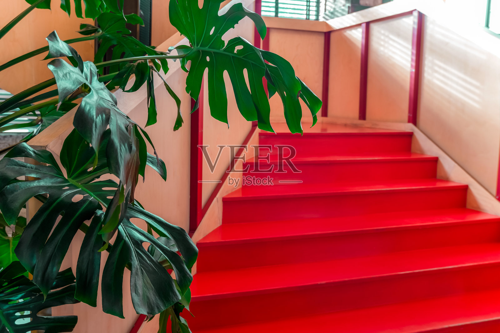 充满活力的红色楼梯与怪物树叶在室内照片摄影图片