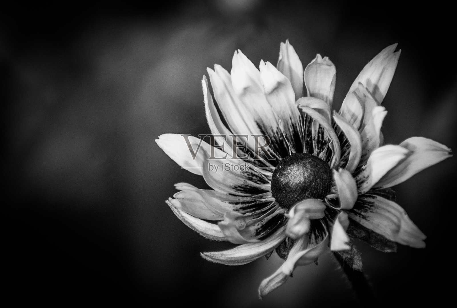 黑与白的花照片摄影图片