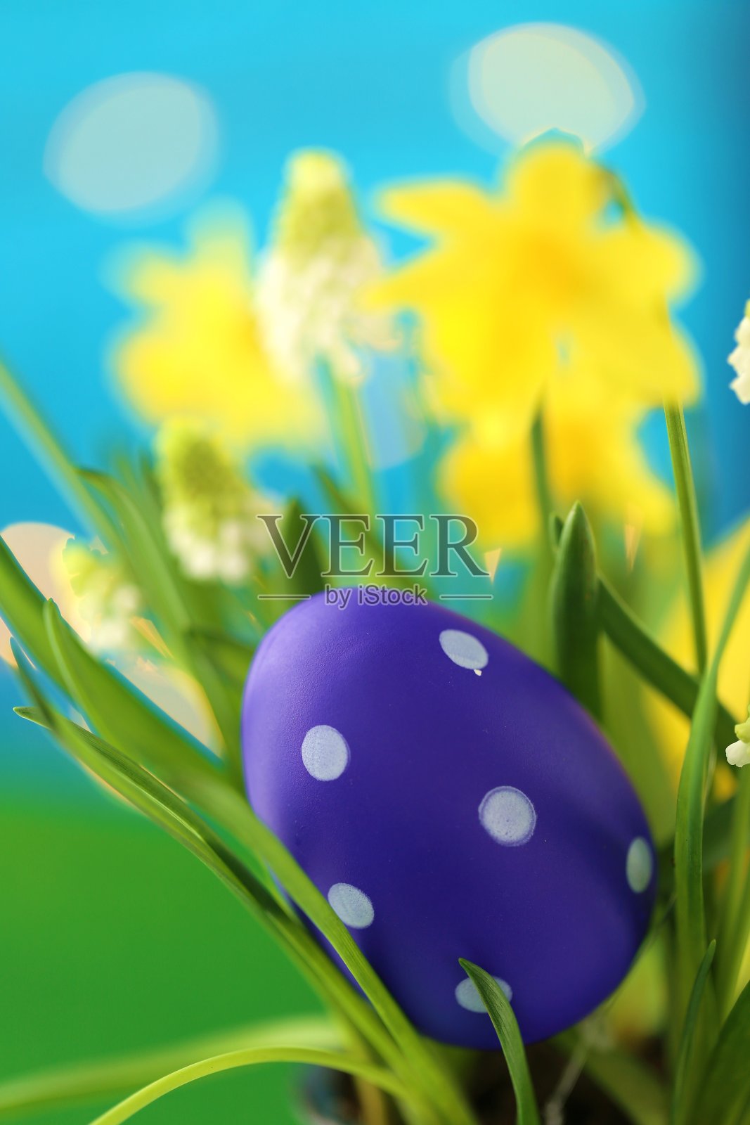 复活节假期。紫色复活节装饰蛋和黄色水仙花和白色的麝香花在蓝色的背景。春暖花开的喜庆背景。照片摄影图片