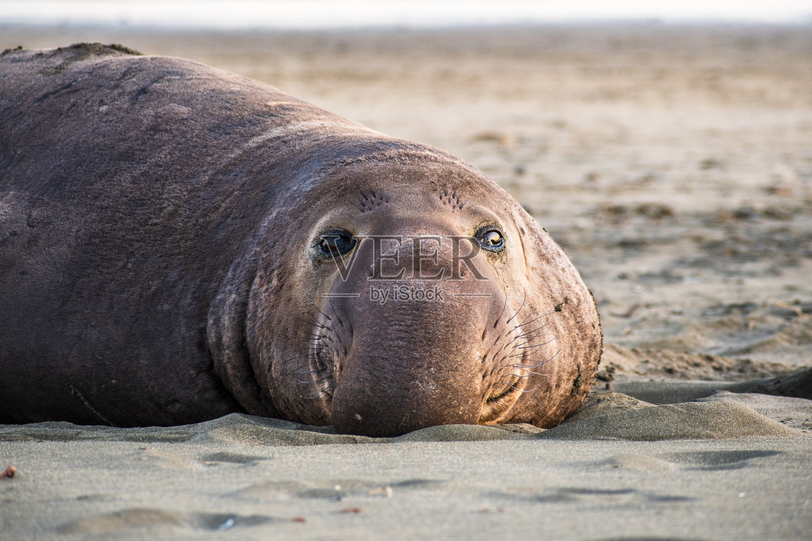 雄性海象的特写，德雷克斯海滩，Point Reyes国家海岸，加利福尼亚照片摄影图片