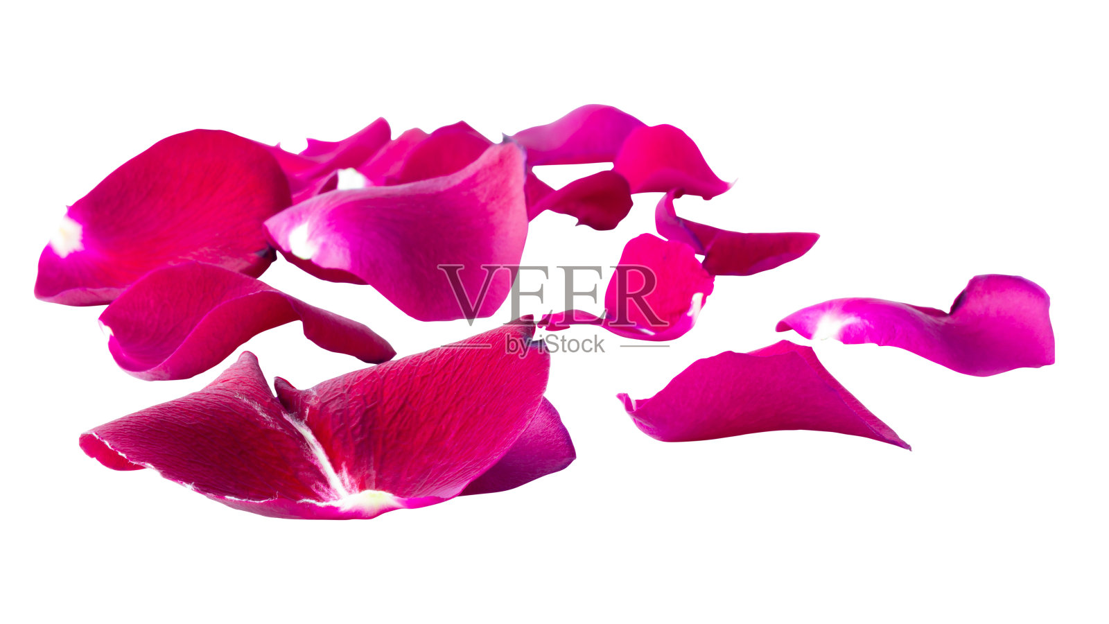 特写的红色玫瑰花瓣孤立在白色的背景，包括修剪路径没有阴影。照片摄影图片