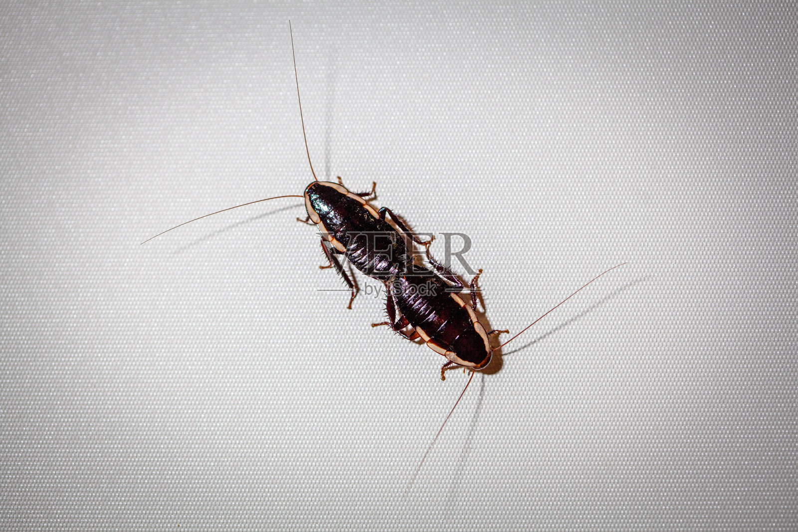 在白色表面交配的蟑螂特写照片摄影图片
