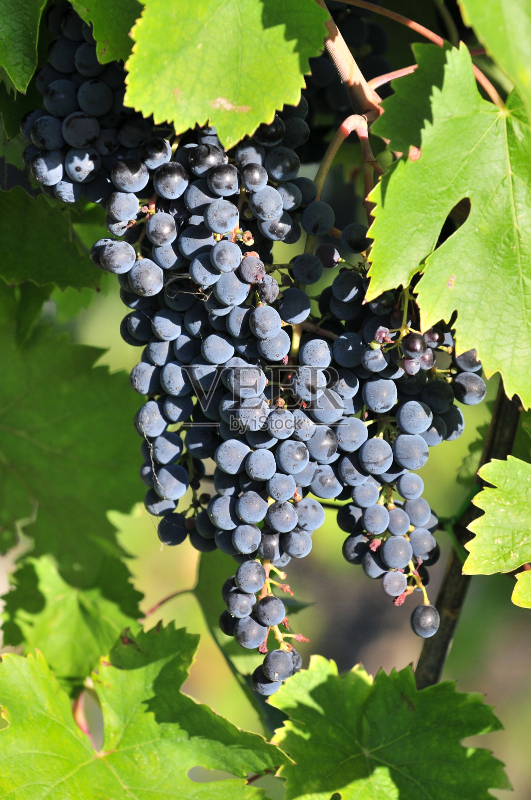 欧洲，意大利，托斯卡纳，Montepulciano附近的葡萄园中种植的红葡萄。照片摄影图片