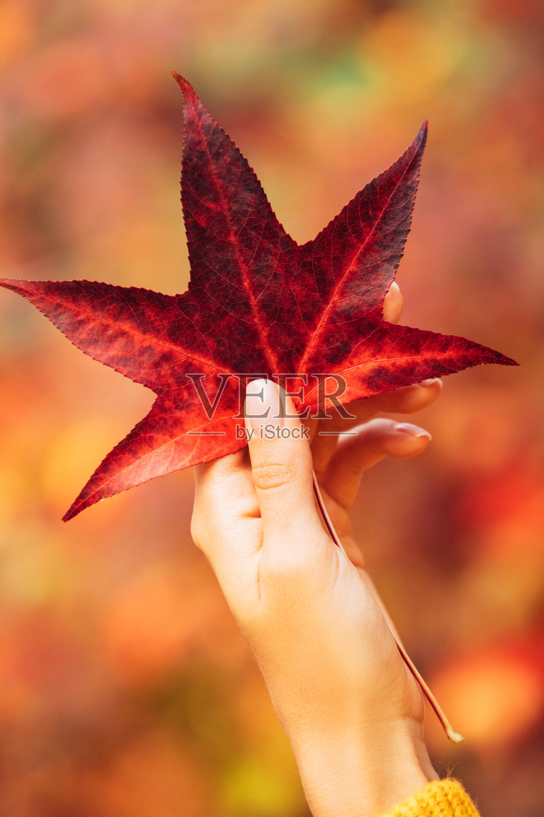 女人的手捧着一片秋叶照片摄影图片