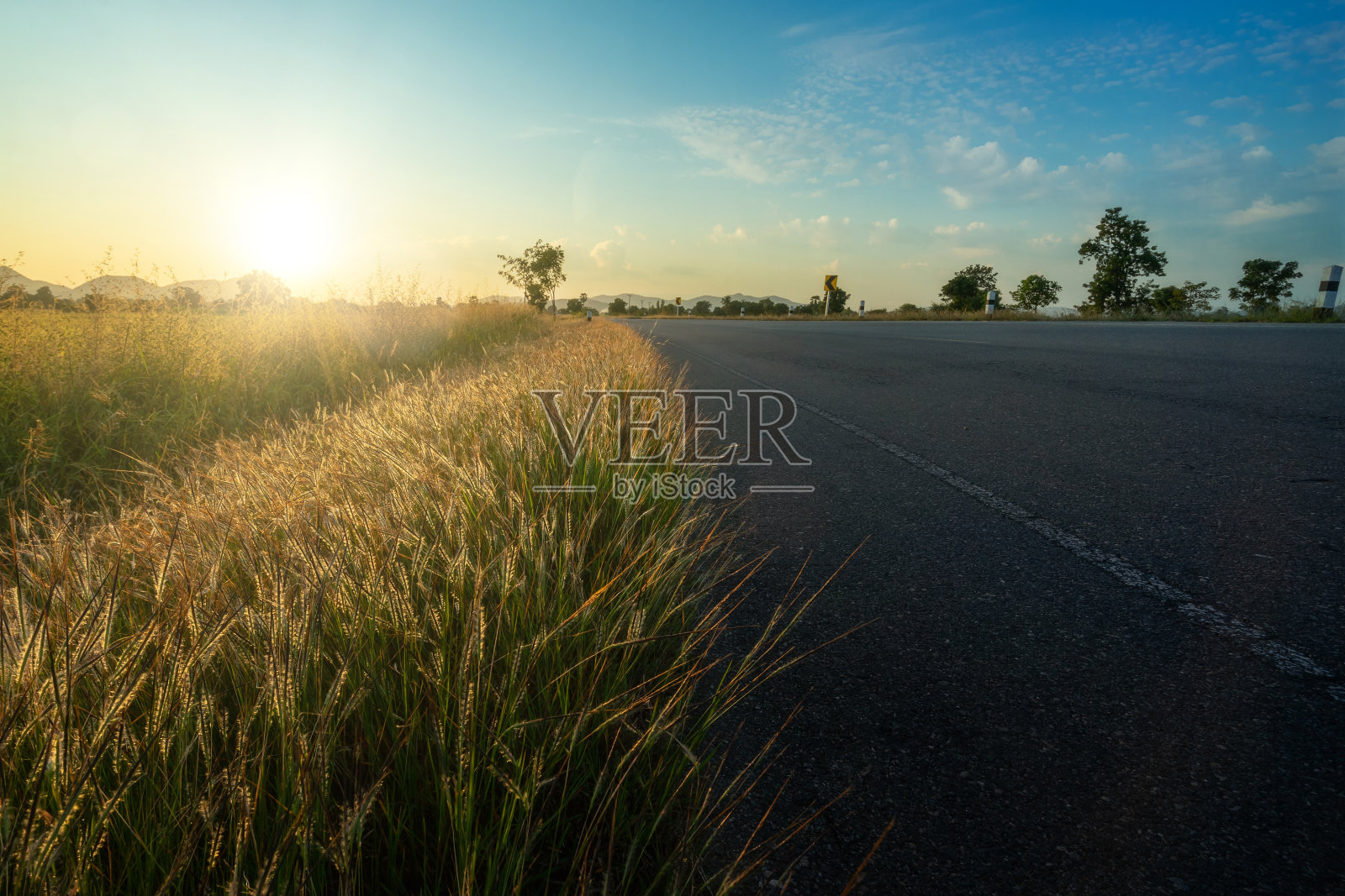 松鼠尾草在夕阳的路边生长。照片摄影图片