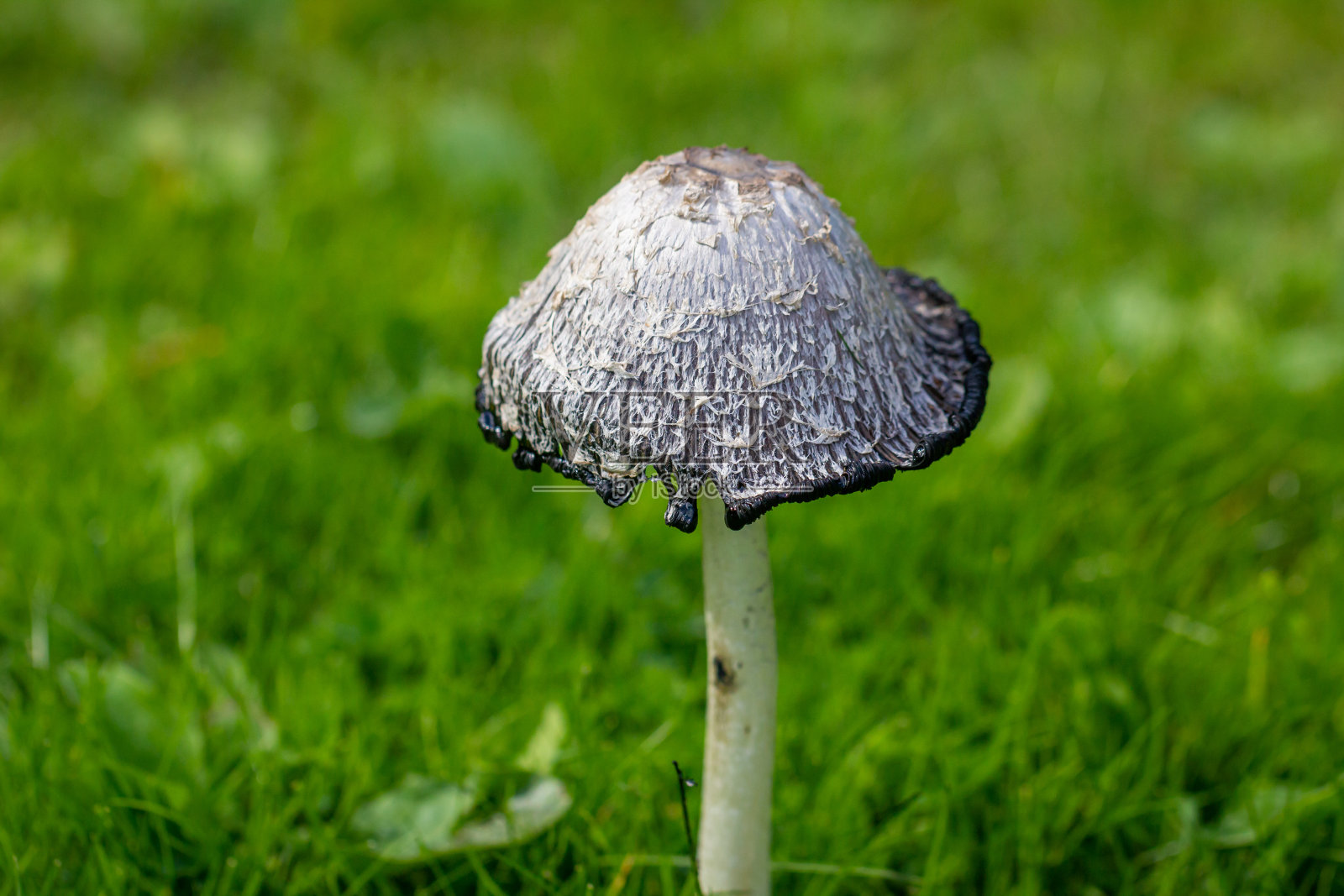 毛毛墨角菇(鸡腿菇真菌)食用蘑菇，产于英国康沃尔照片摄影图片