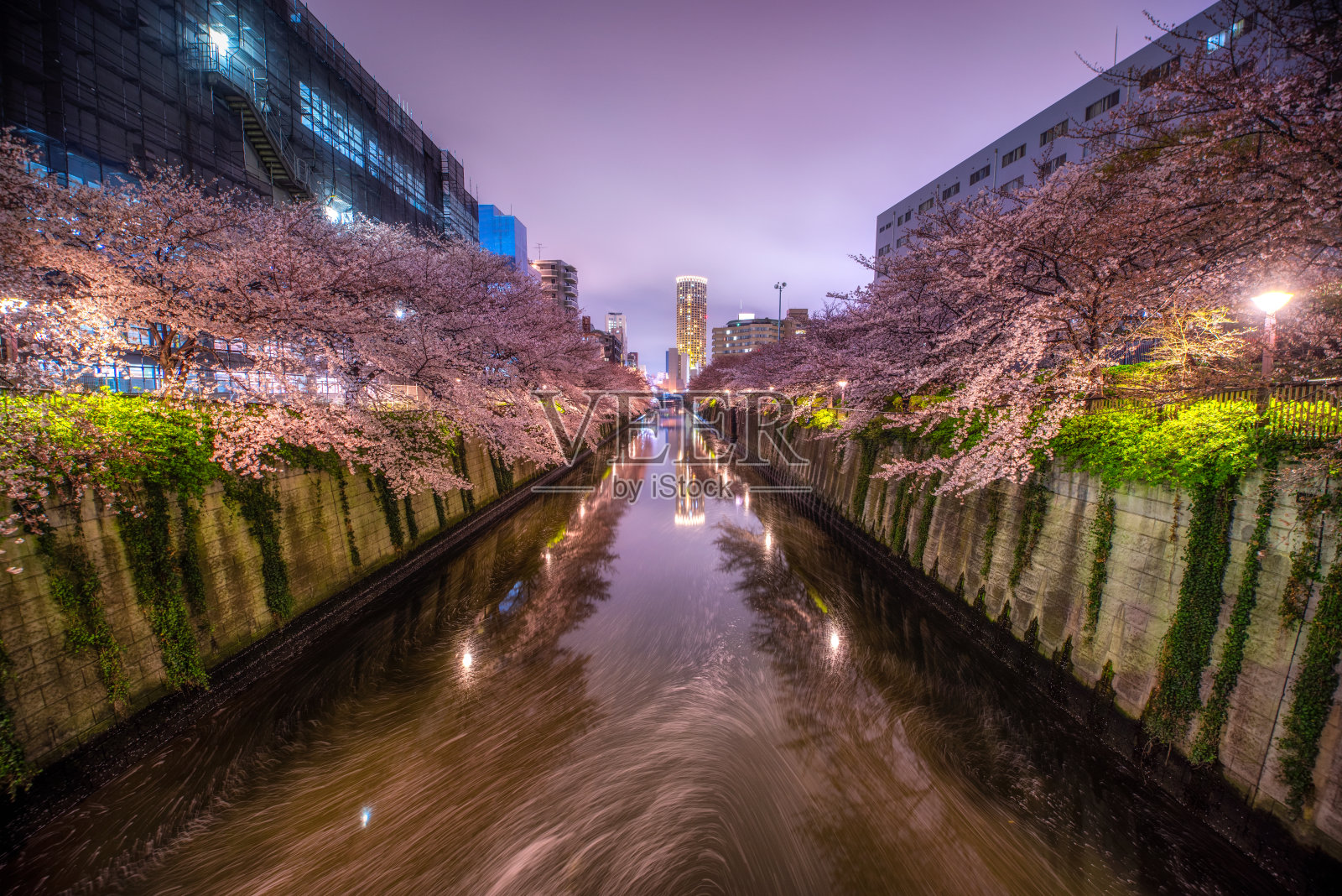 东京目黑运河夜晚的樱花盛开季节。日本照片摄影图片