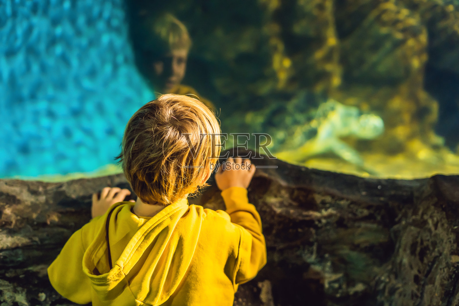 一个男孩在水族馆里看海龟照片摄影图片