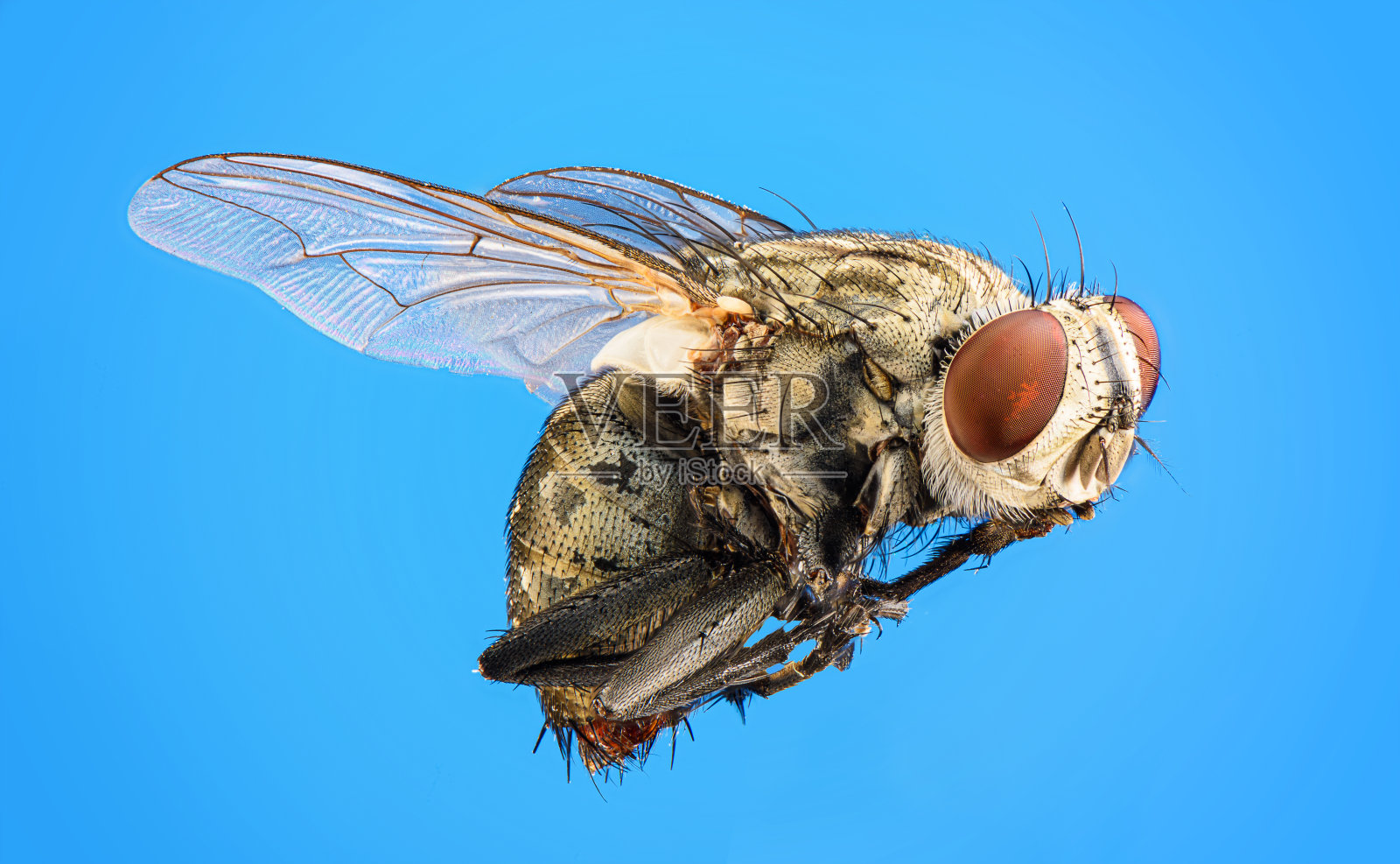 微距照片上的苍蝇在一个蓝色的背景照片摄影图片