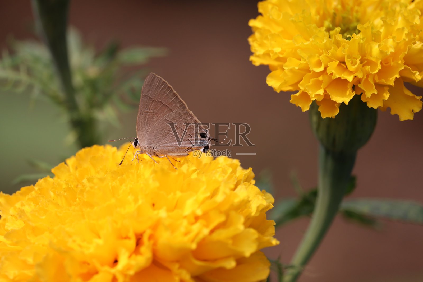 蝴蝶,昆虫照片摄影图片