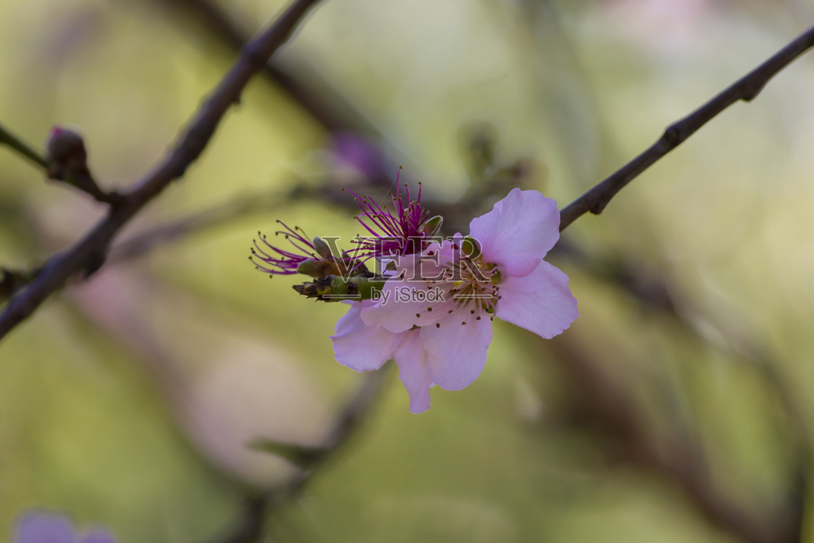 盛开的油桃树花照片摄影图片
