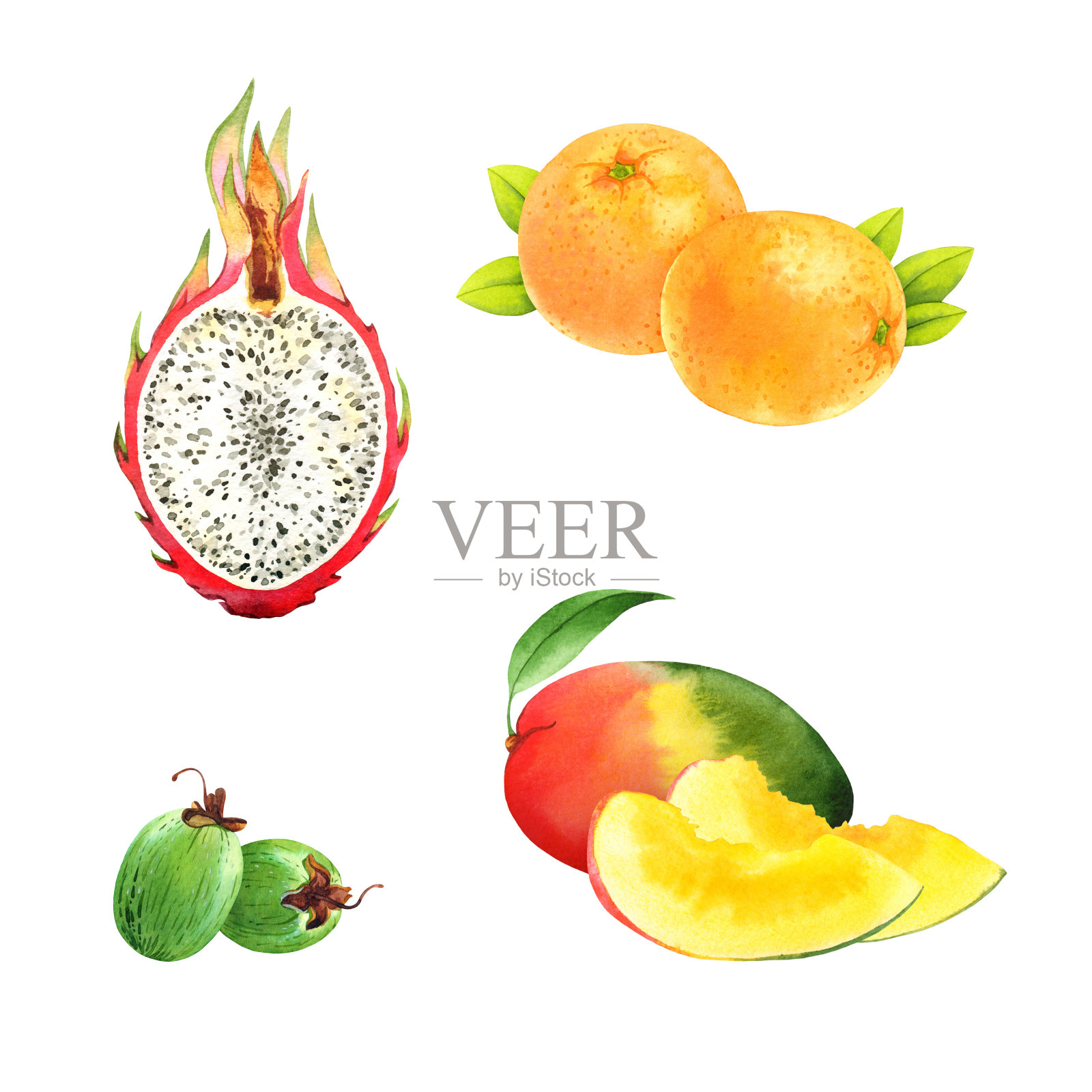 水彩水果集:火龙果，橙子，feijoa，芒果插画图片素材