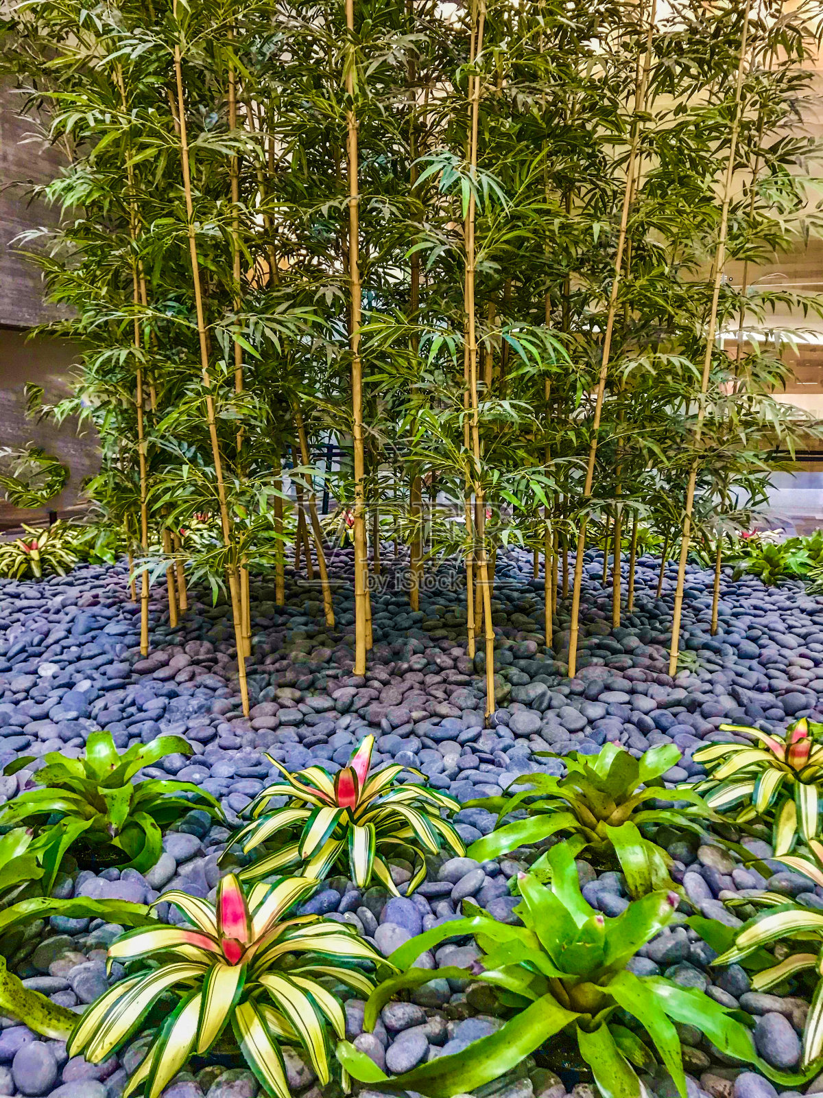 石竹薰衣草园中有多种热带植物照片摄影图片